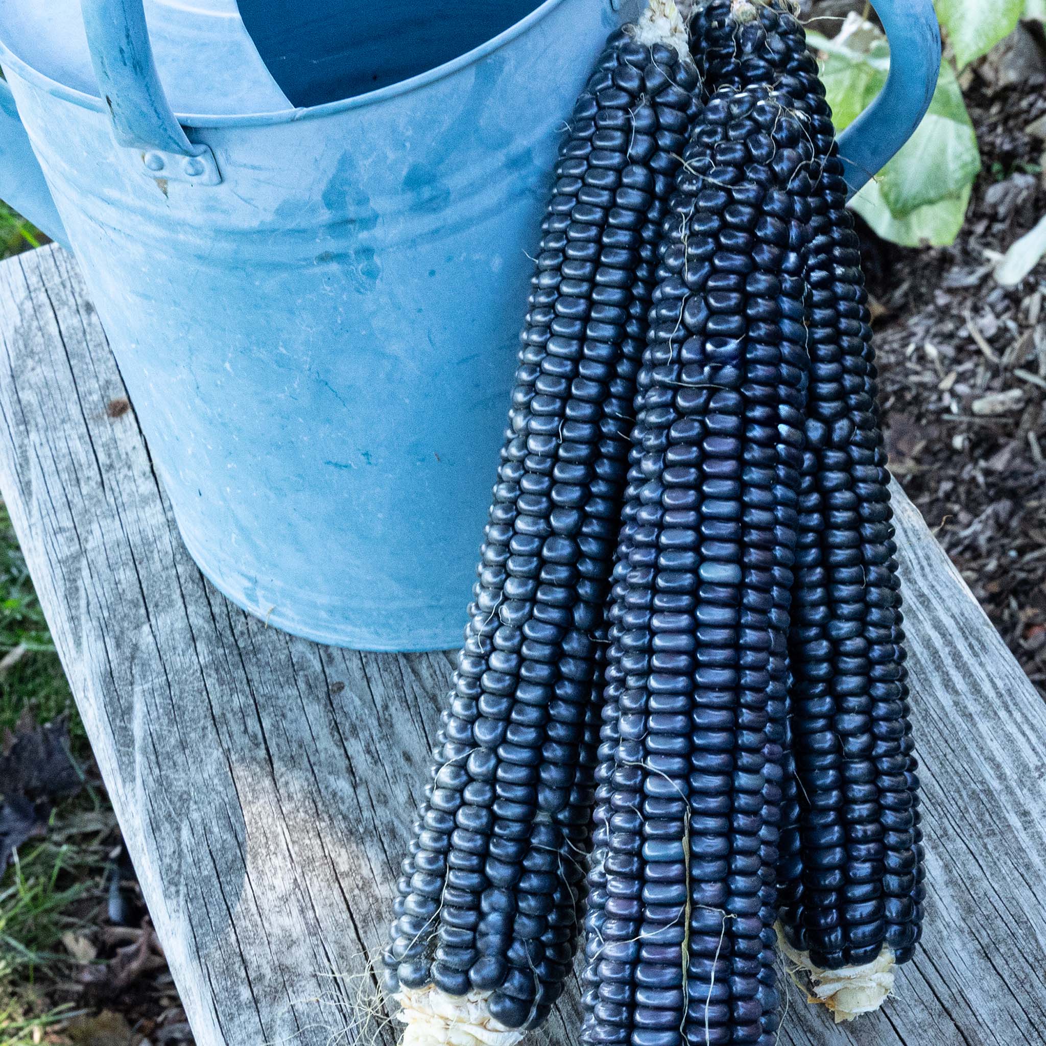 Corn, Ornamental, Blue Dent