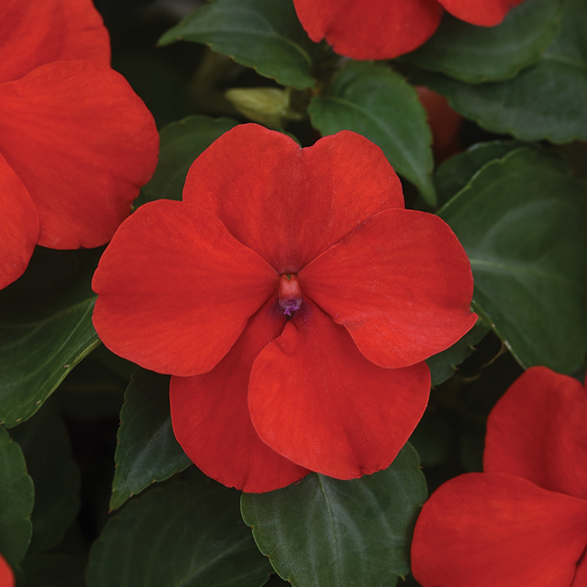 Impatiens, Beacon® Bright Red Hybrid