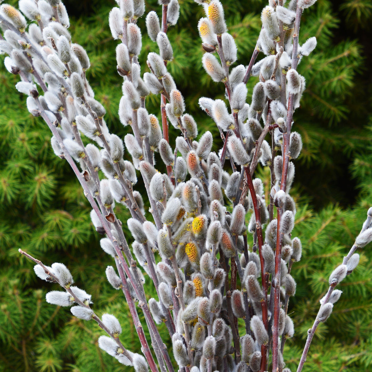 Pussy Willow, Giant Flowered