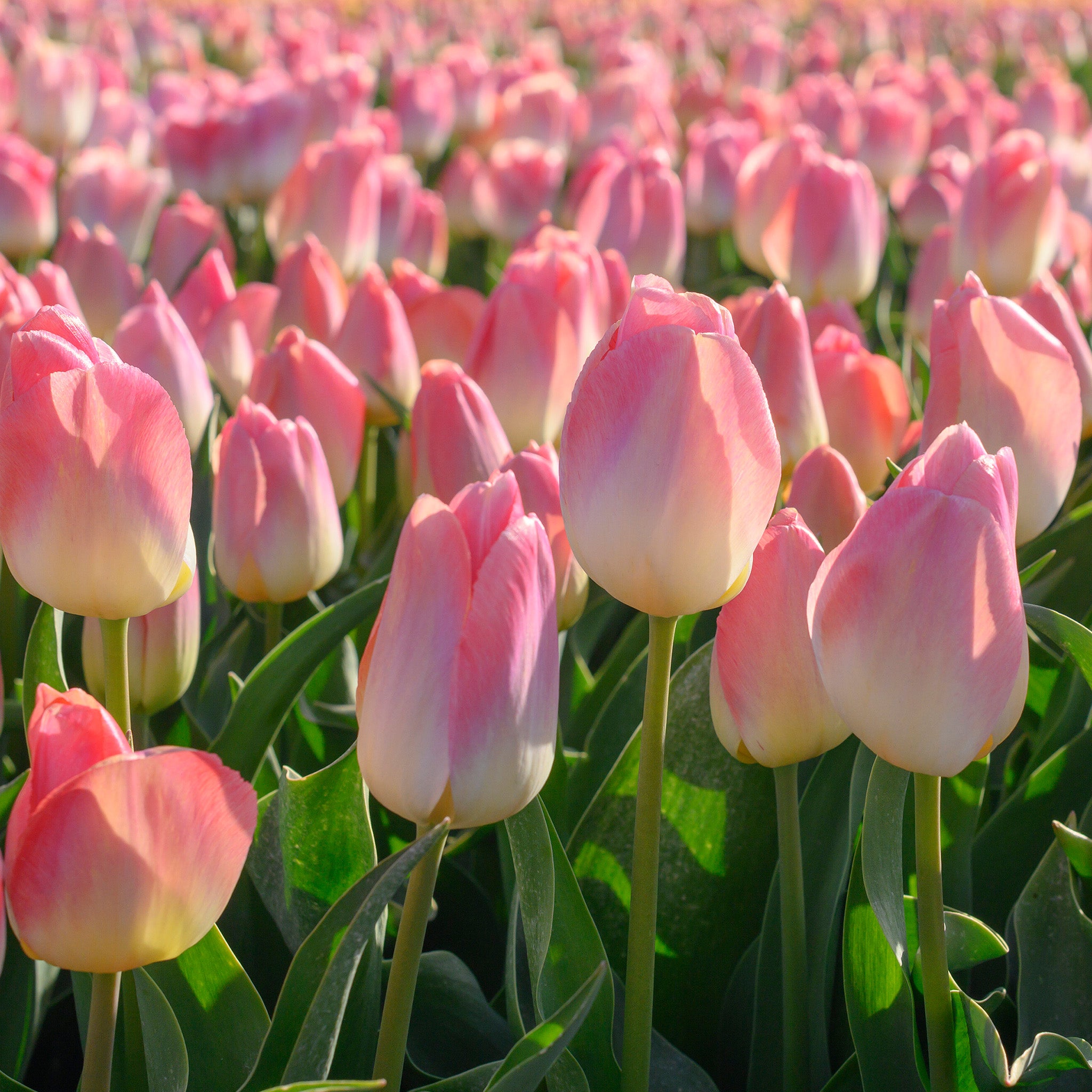 Tulip, Kunyun, 10 Pack
