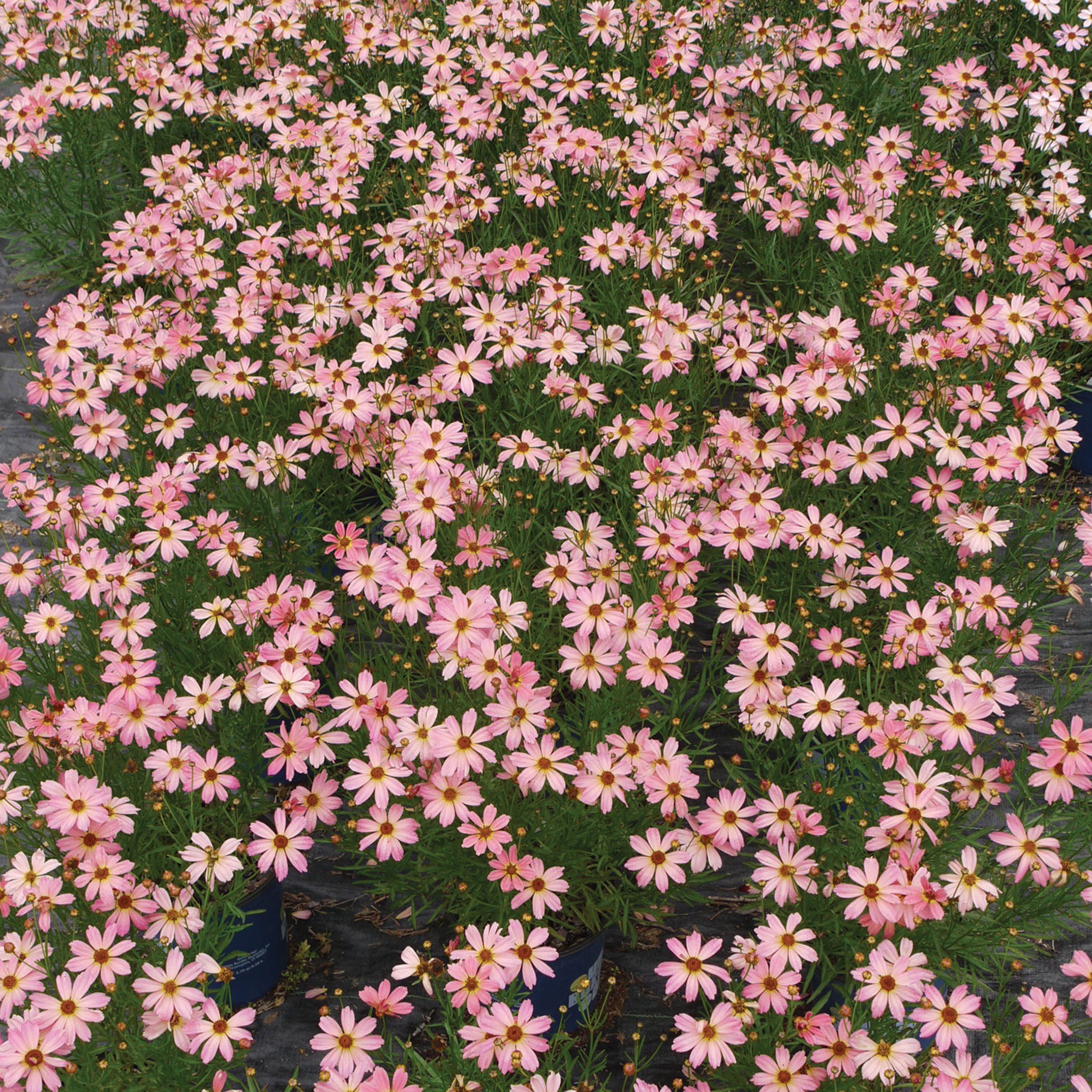 Coreopsis, Permathread™ Shades of Rosé