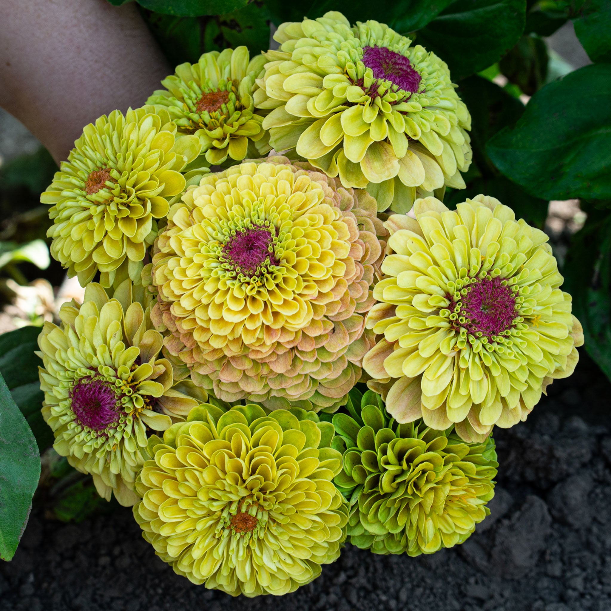 Zinnia, Queeny Lemon Peach