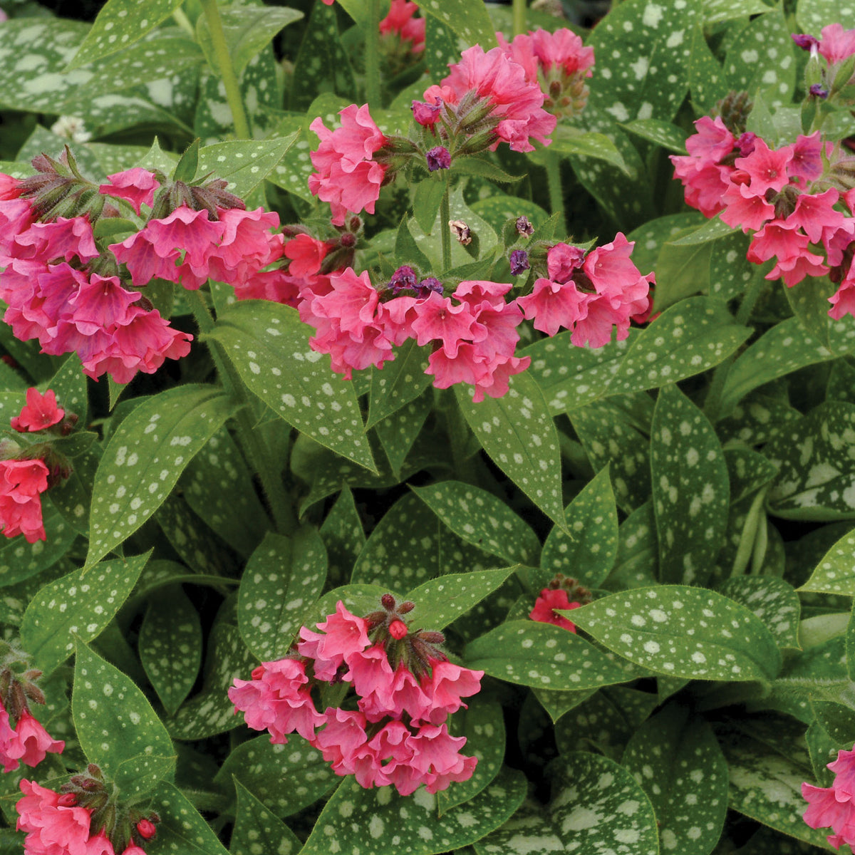 Pulmonaria, Shrimps On The Barbie