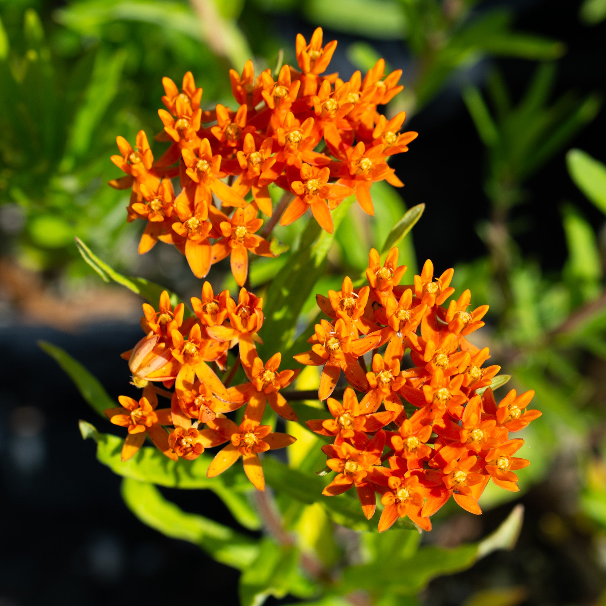 Butterfly Weed, Orange (Asclepias)