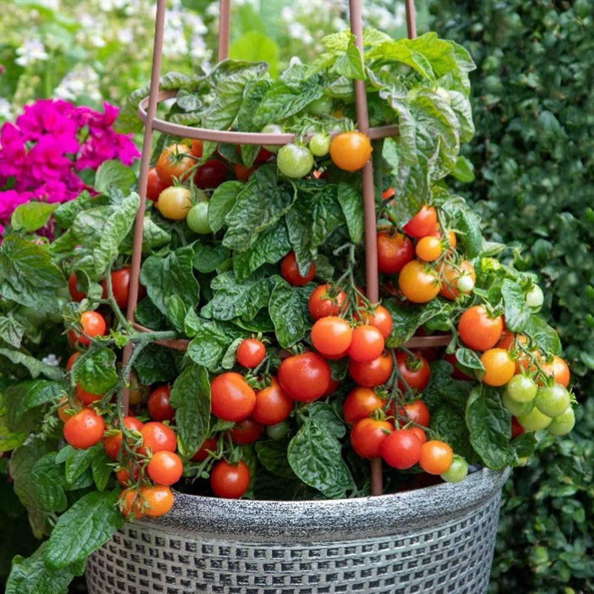 Tomato, Partyball Cherry Hybrid