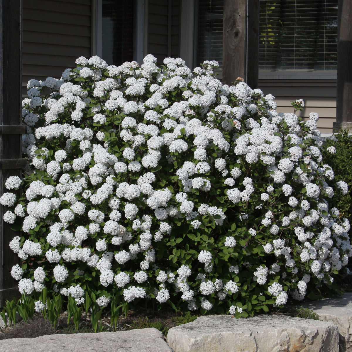Viburnum, Spice Island™