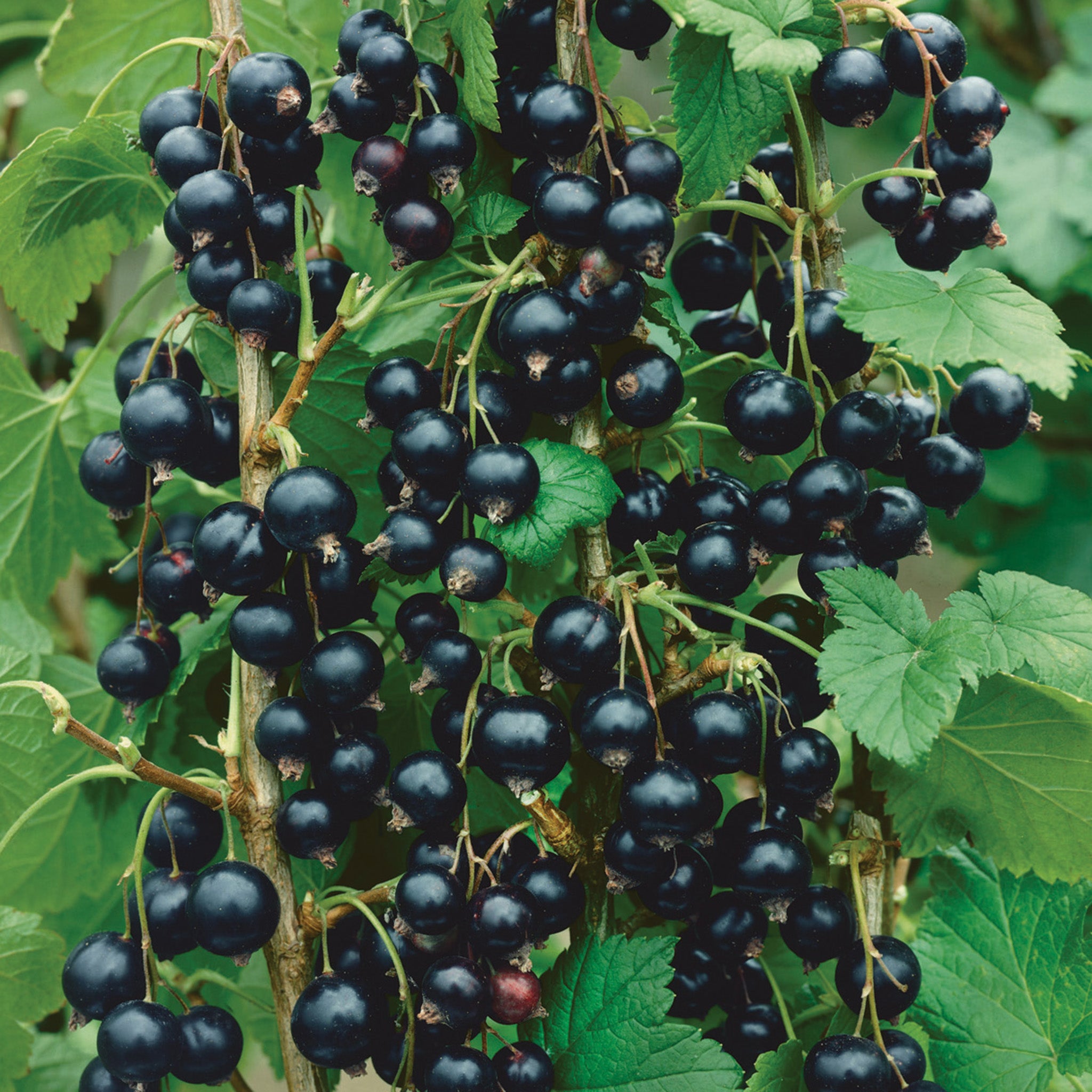 Currant, Consort Black