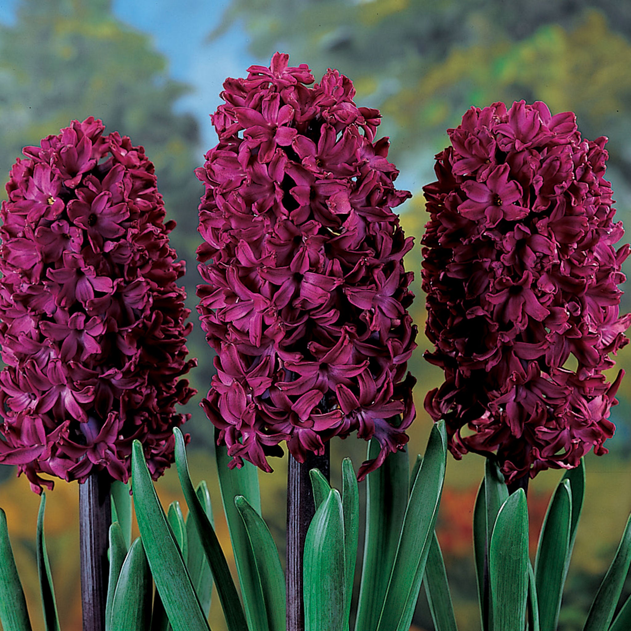 Hyacinth, Woodstock, 10 Pack