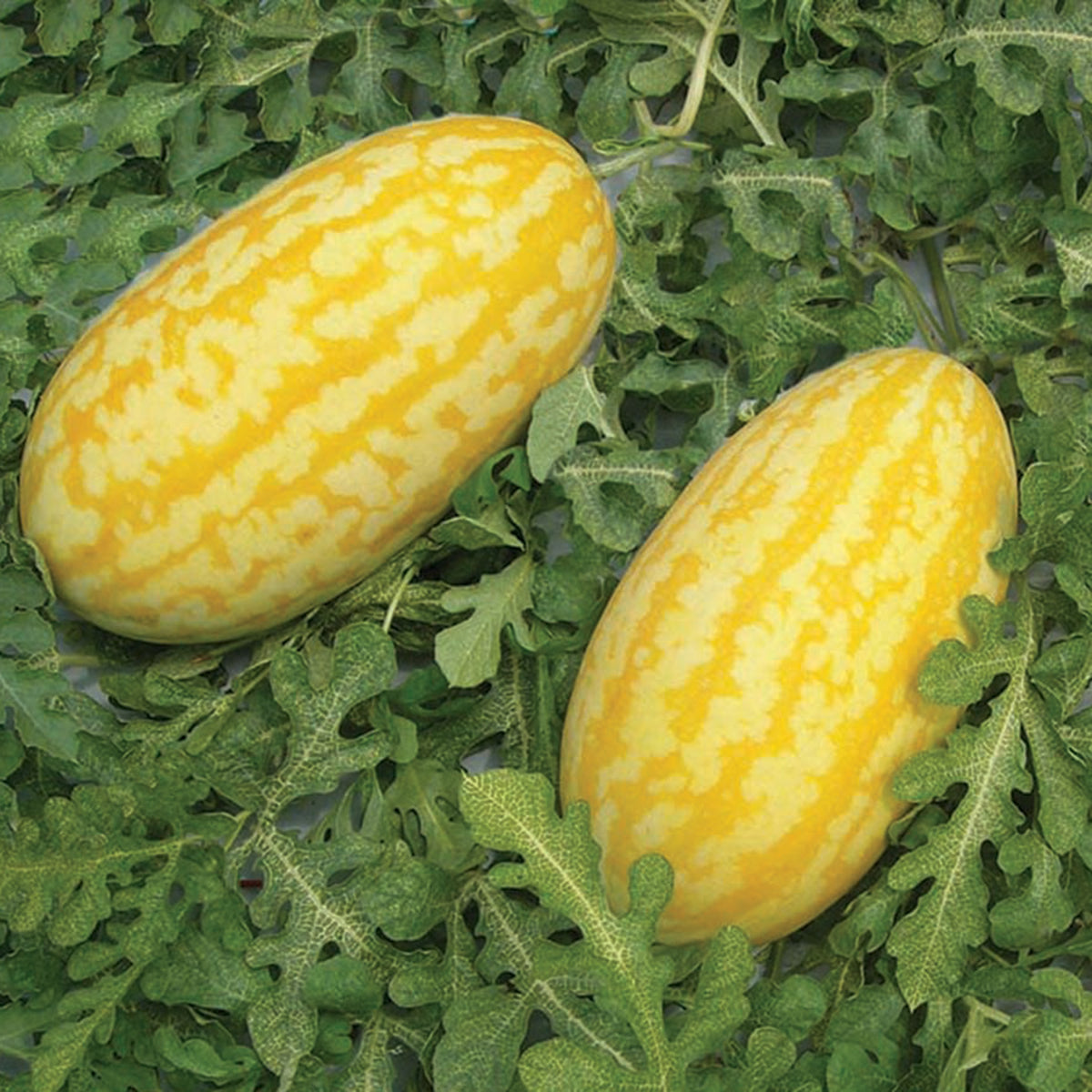 Watermelon, Gold In Gold Hybrid