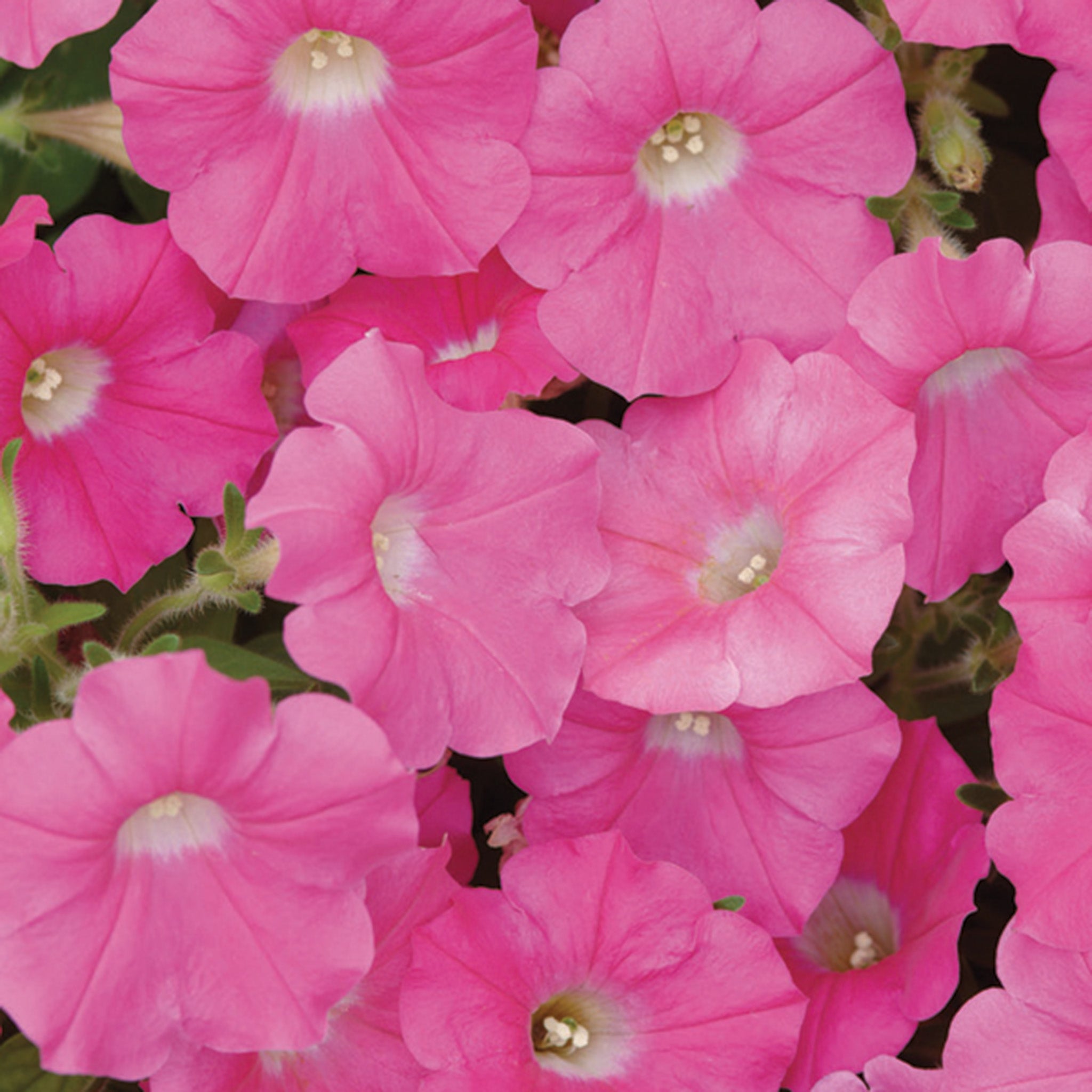 Petunia, Shock Wave® Rose Hybrid