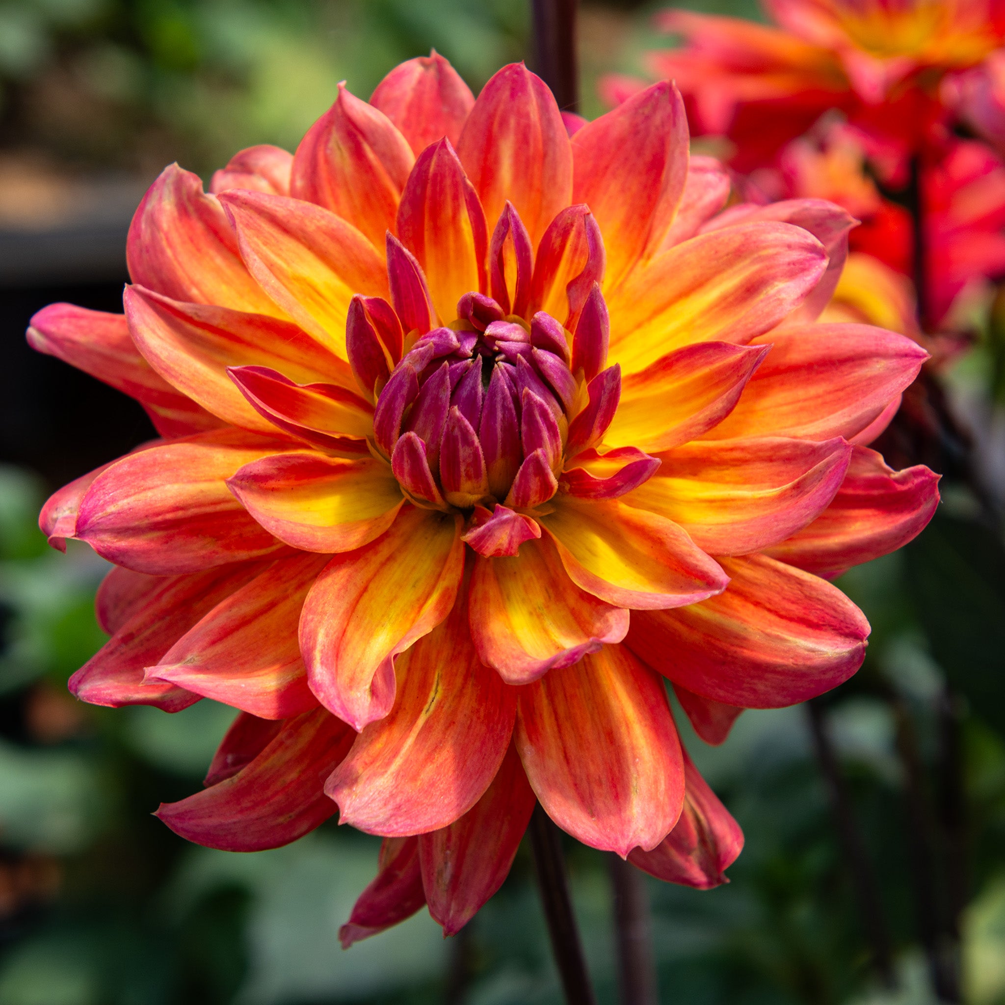 Dahlia, Firepot