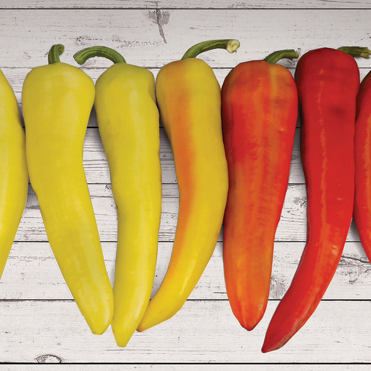Pepper, Sweet, Sweet Sunset Hybrid
