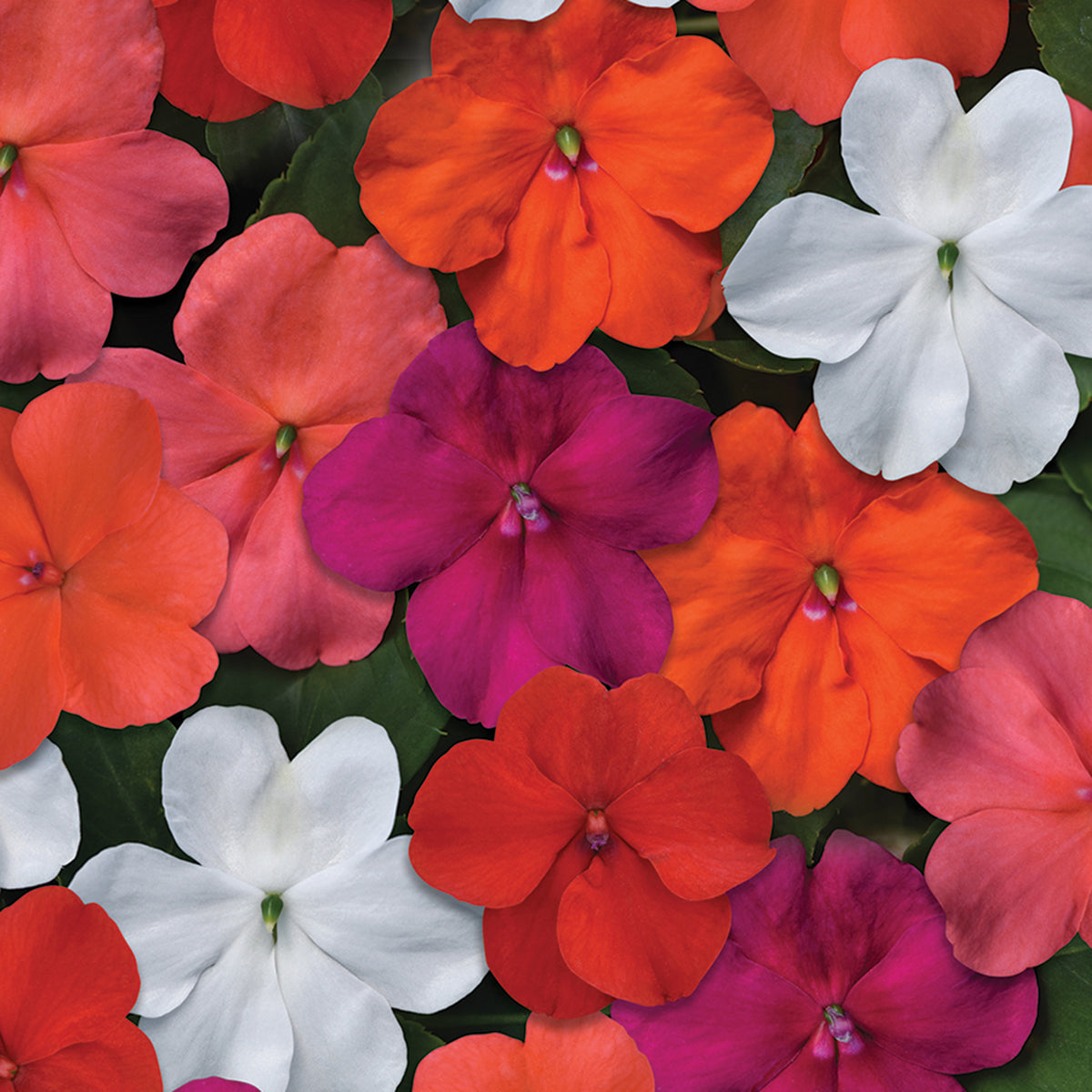 Impatiens, Beacon® Mix Hybrid