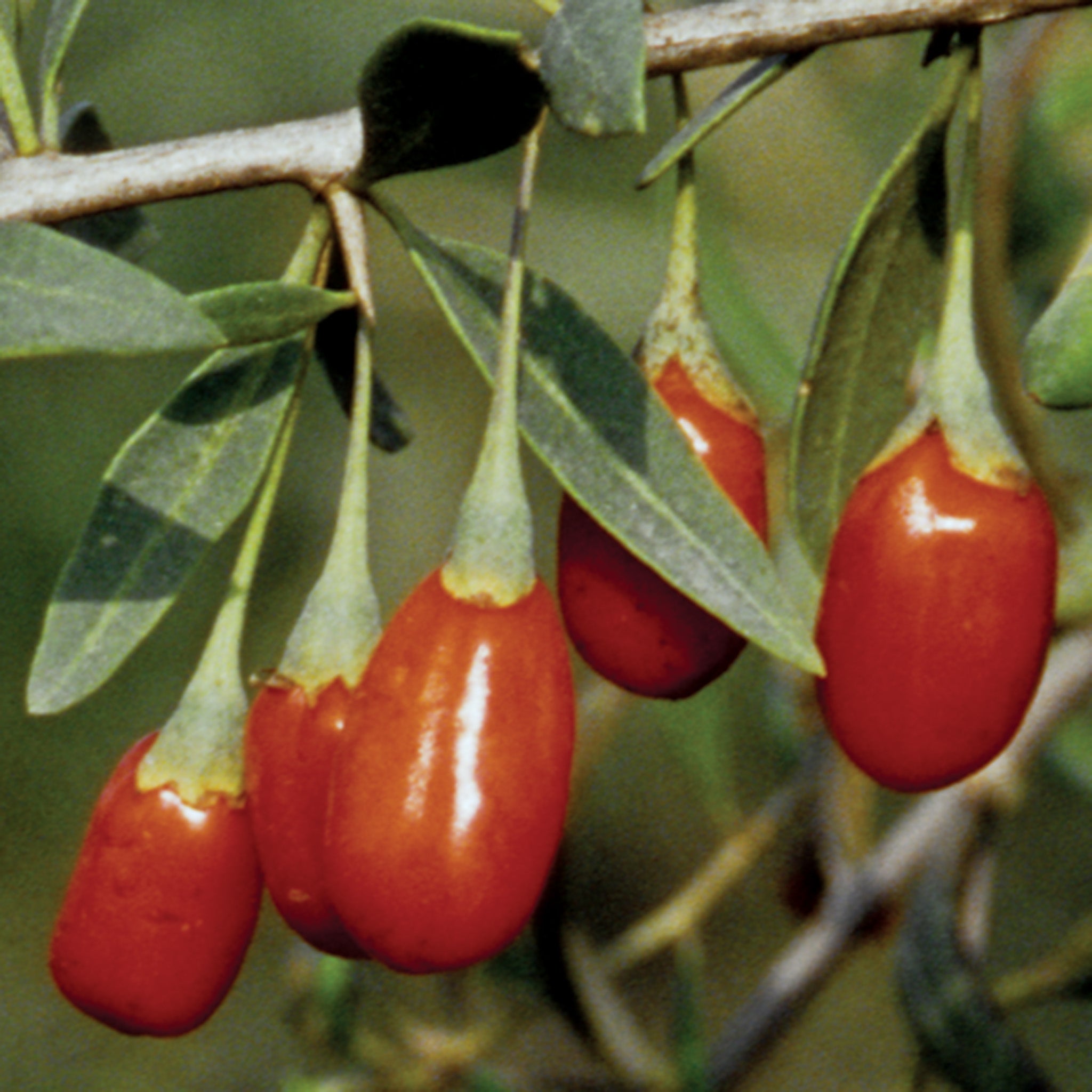 Goji Berry, Crimson Star™