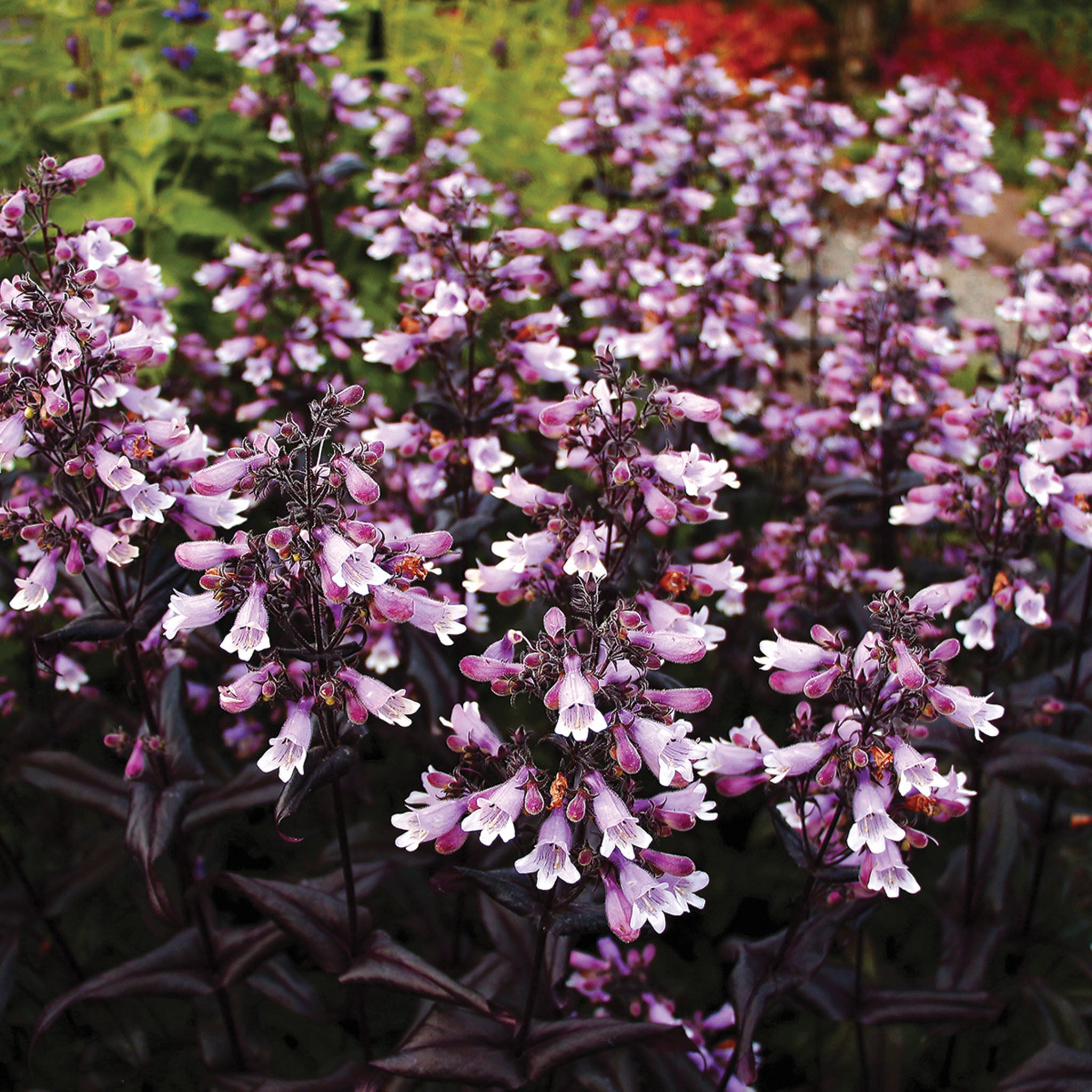 Penstemon, Dakota™ Burgundy