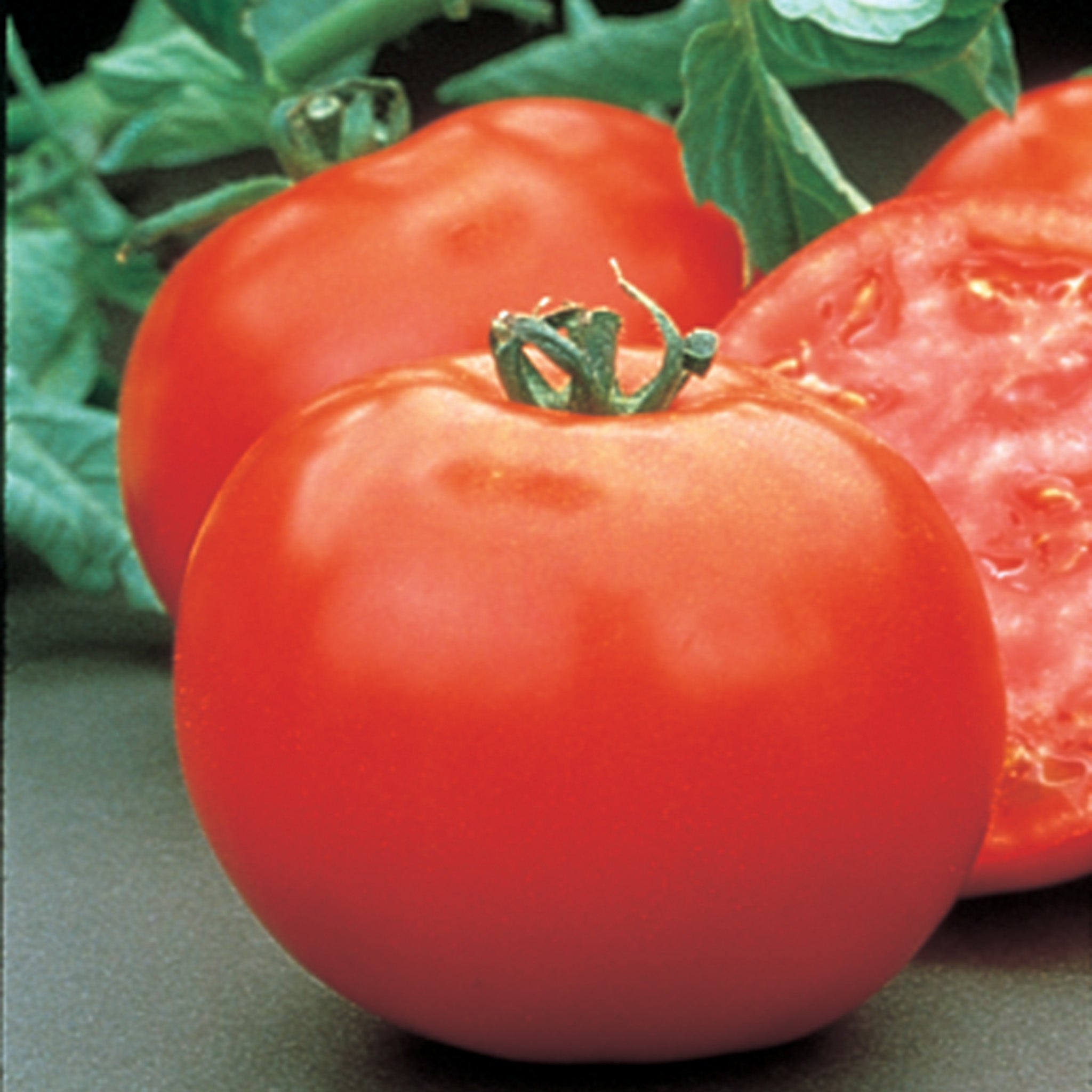 Tomato, Mountain Pride Hybrid