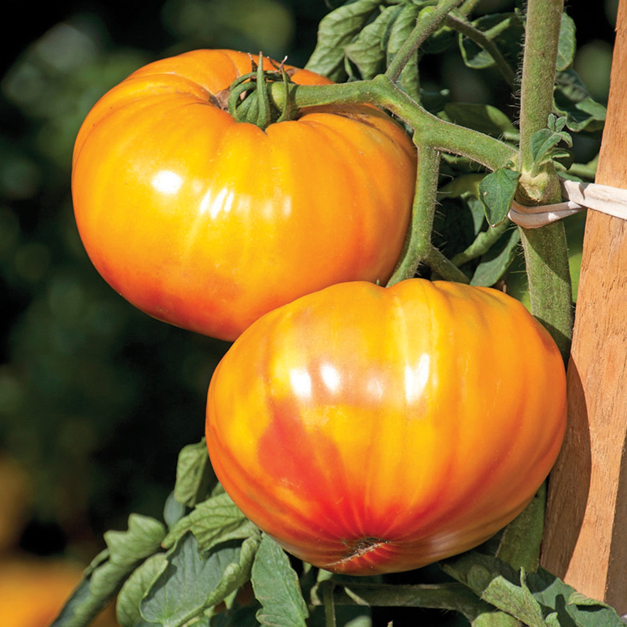 Tomato, Buffalosun Hybrid