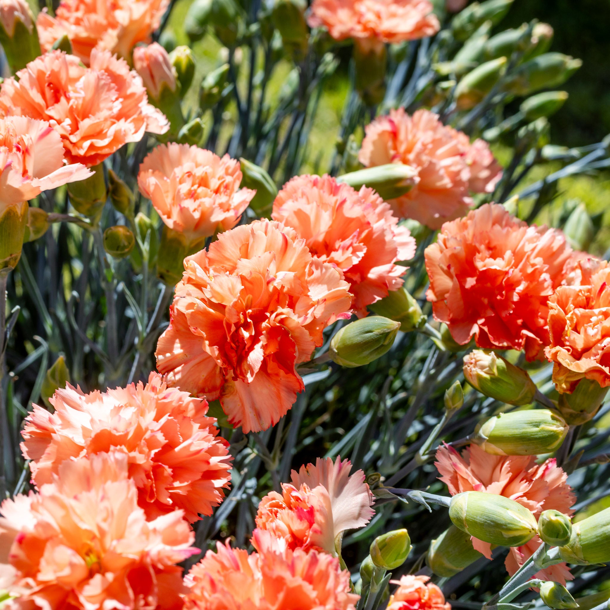 Dianthus, Scent First® Orange Sparkler