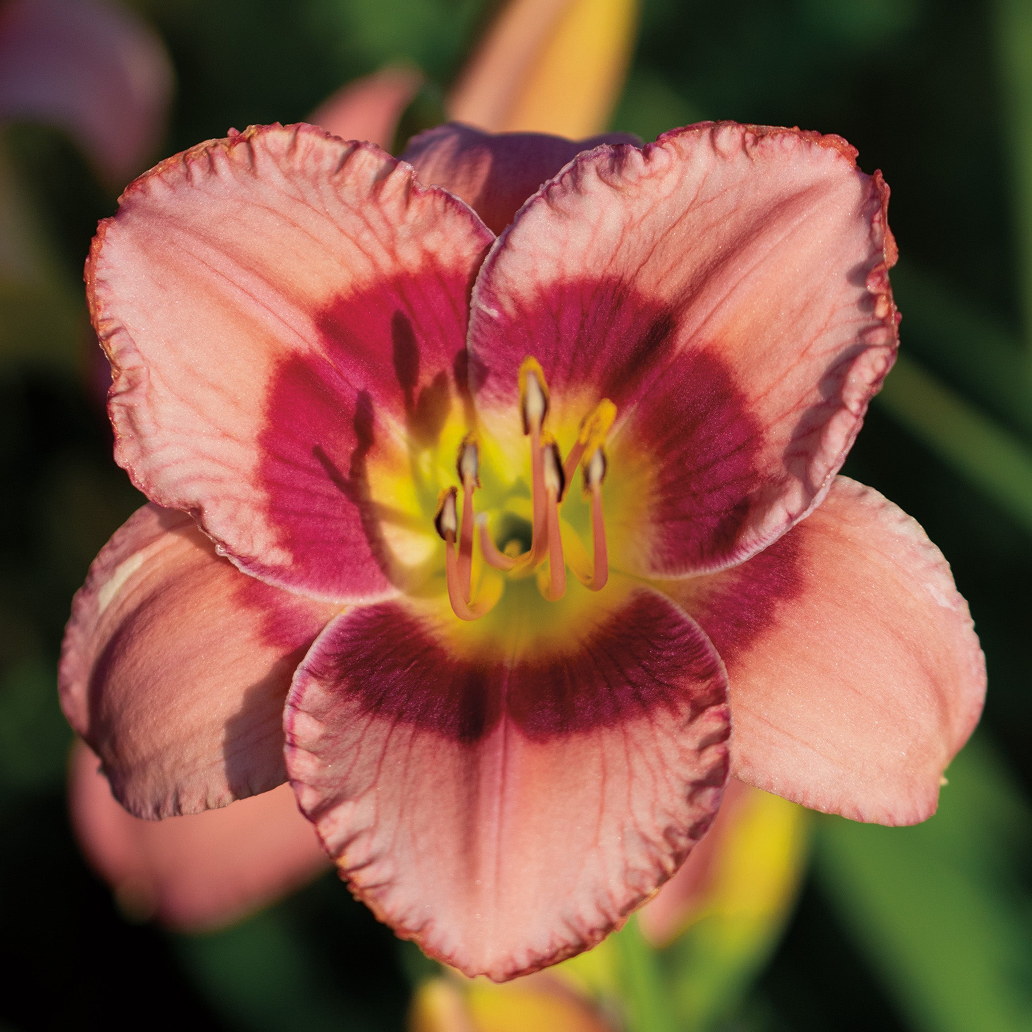 Daylily, Always Afternoon