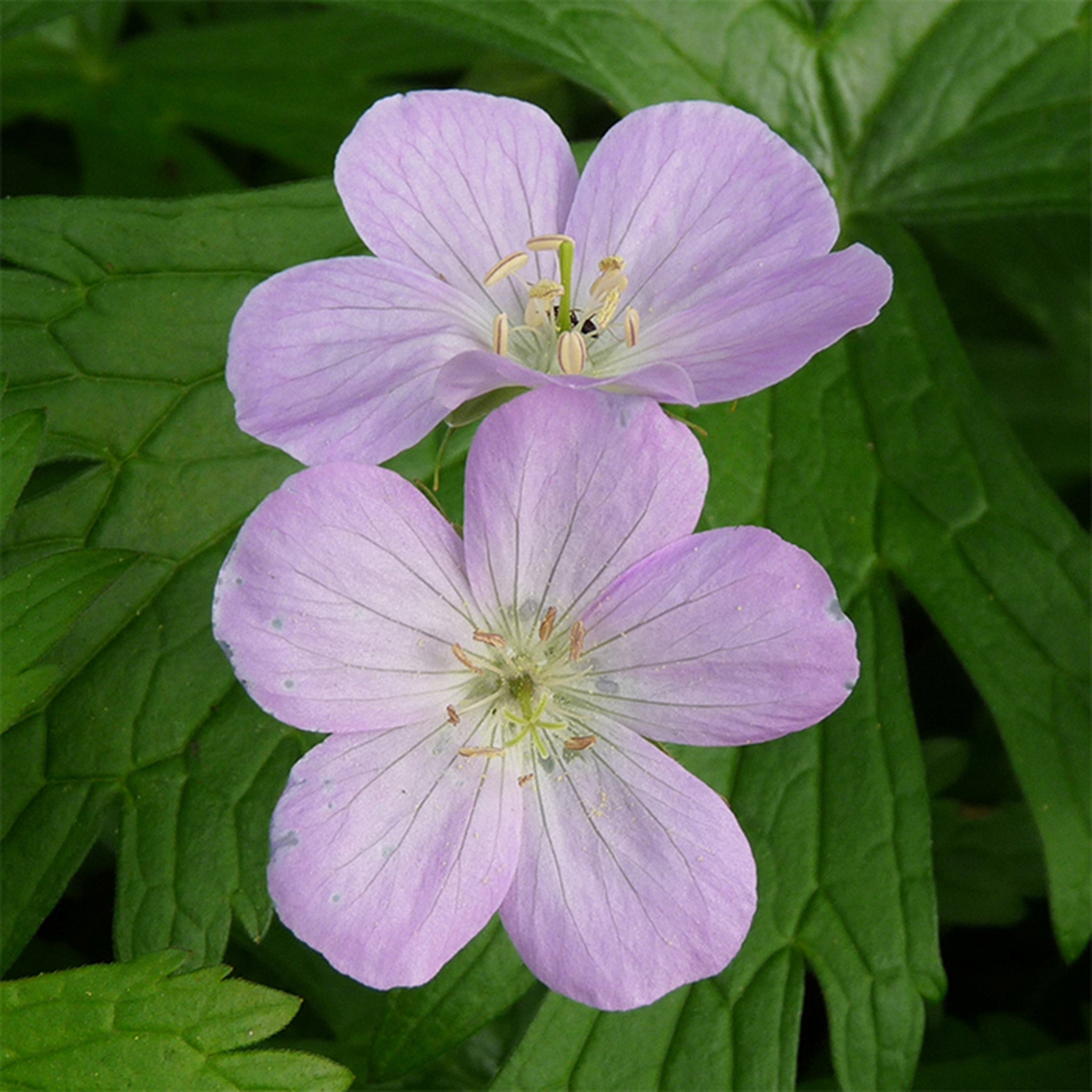Wildflower, Wild Geranium