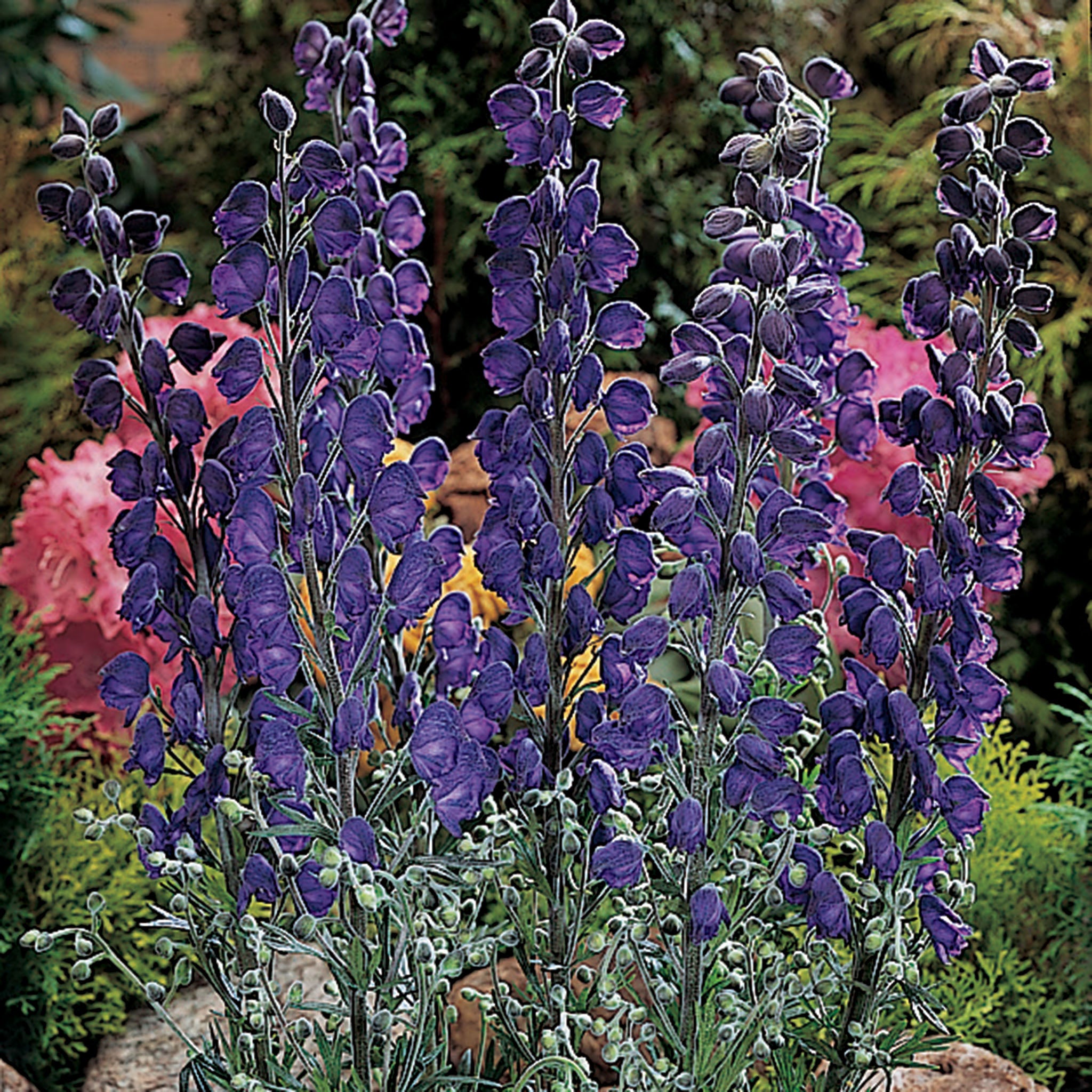 Aconitum napellus