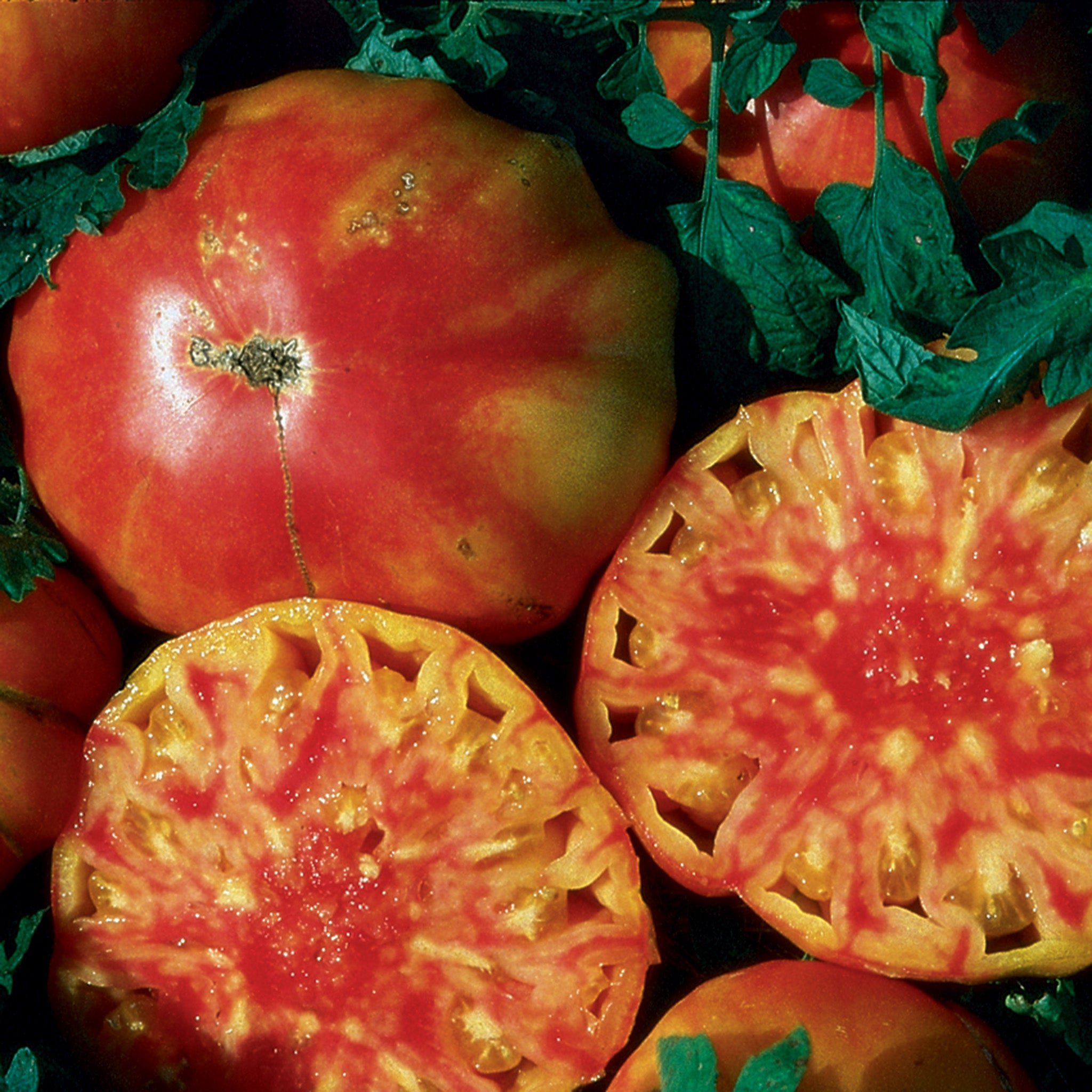 Tomato, Hillbilly