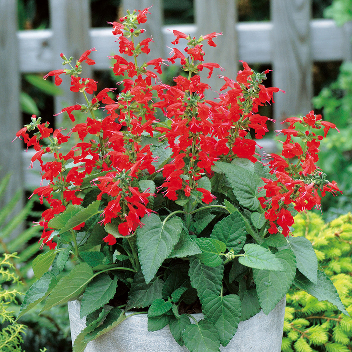 Salvia, Hummingbird Lady in Red