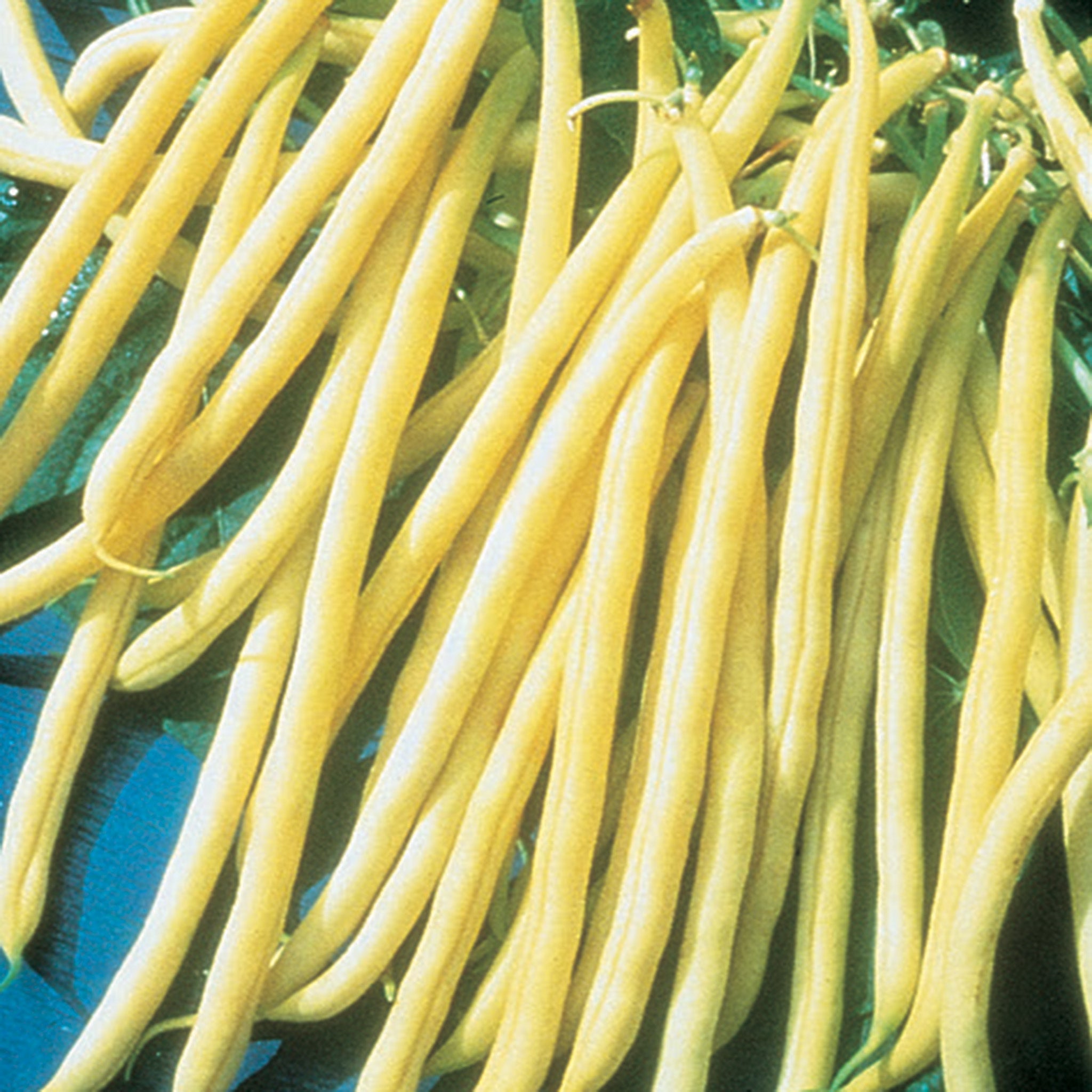 Bean, Bush, Rocdor Organic