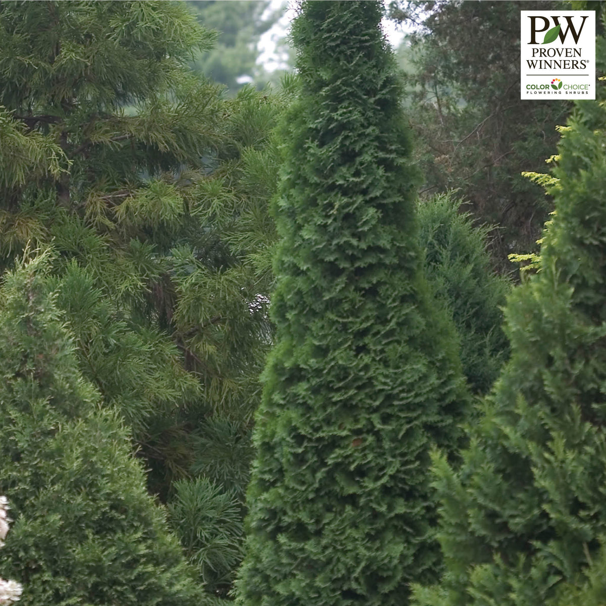 Arborvitae, North Pole®