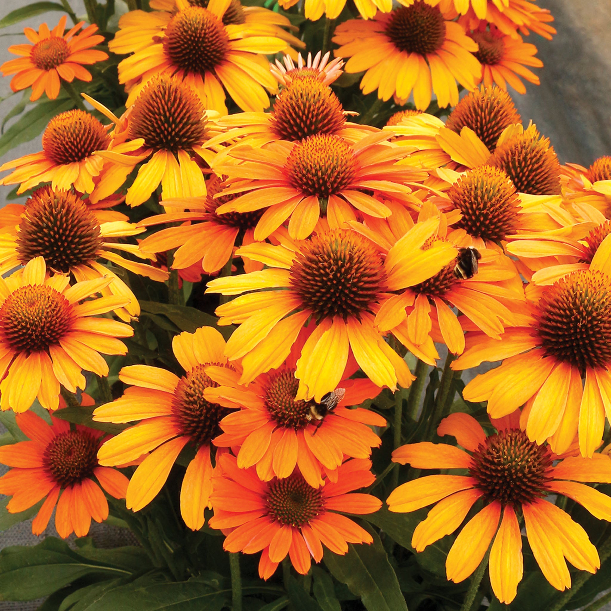 Echinacea, Prima™ Saffron