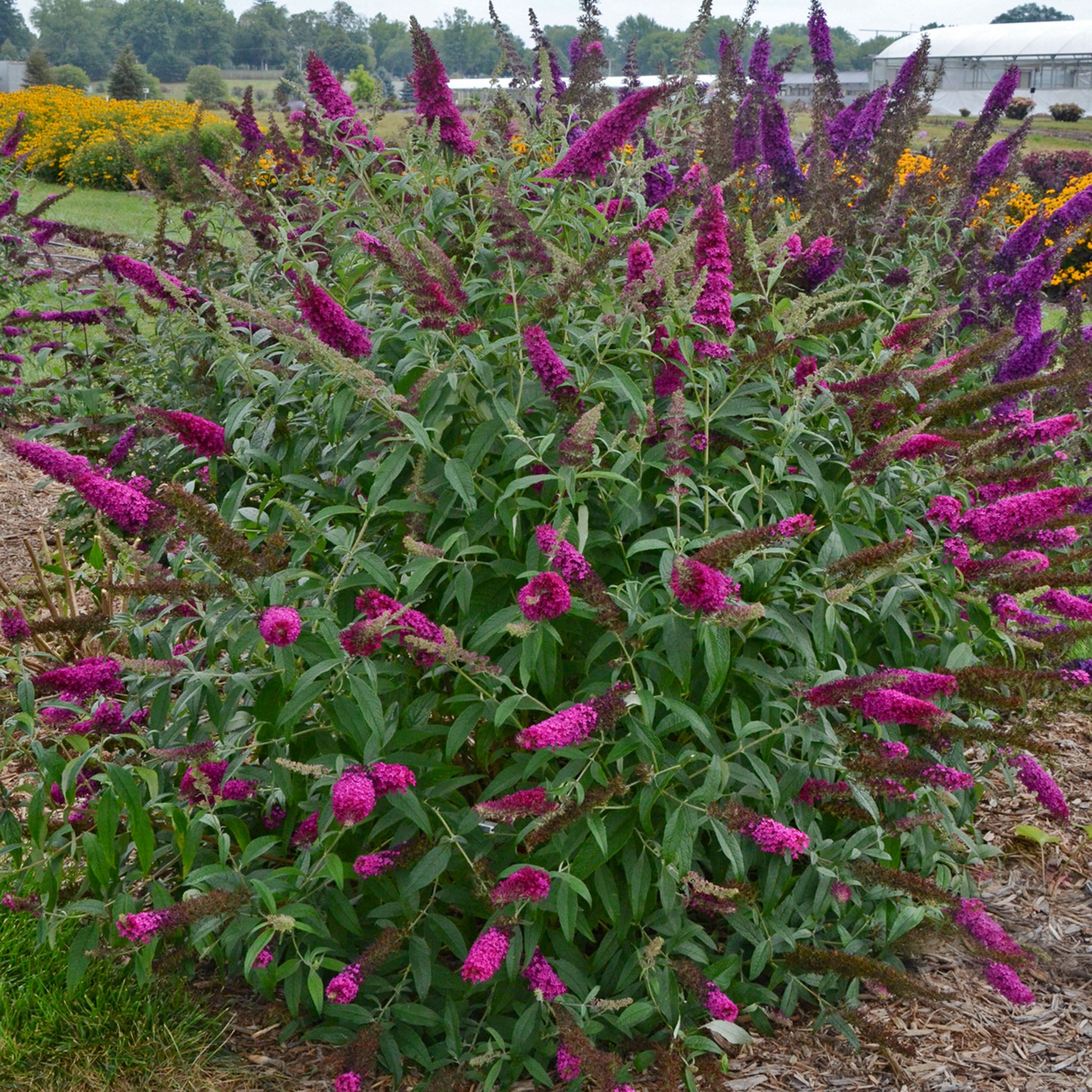 Butterfly Bush, Monarch® Queen of Hearts