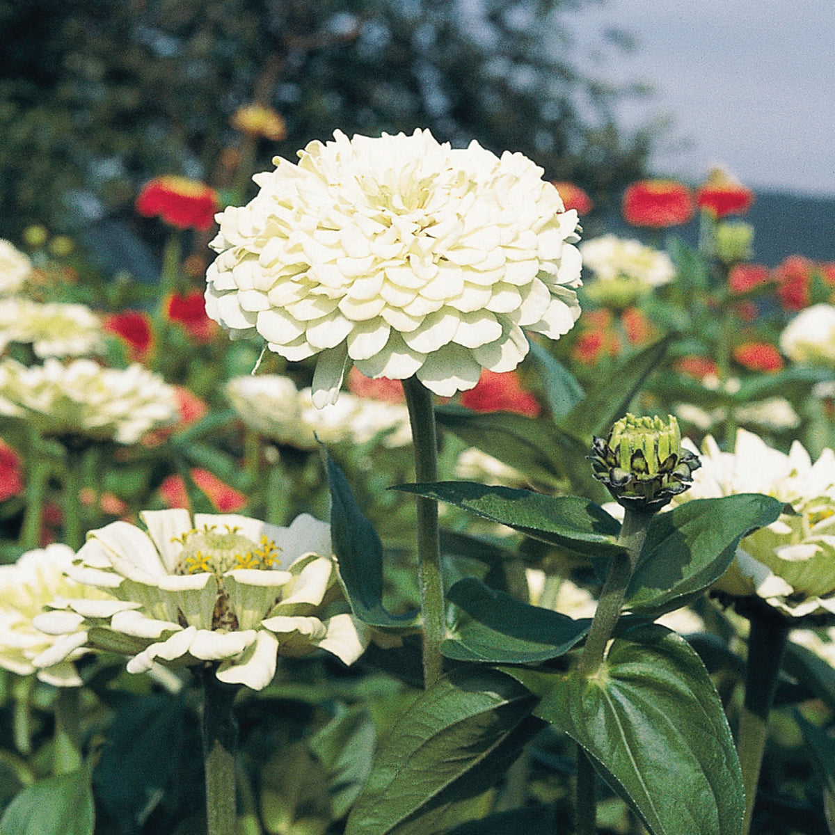 Zinnia, Benary's Giant White
