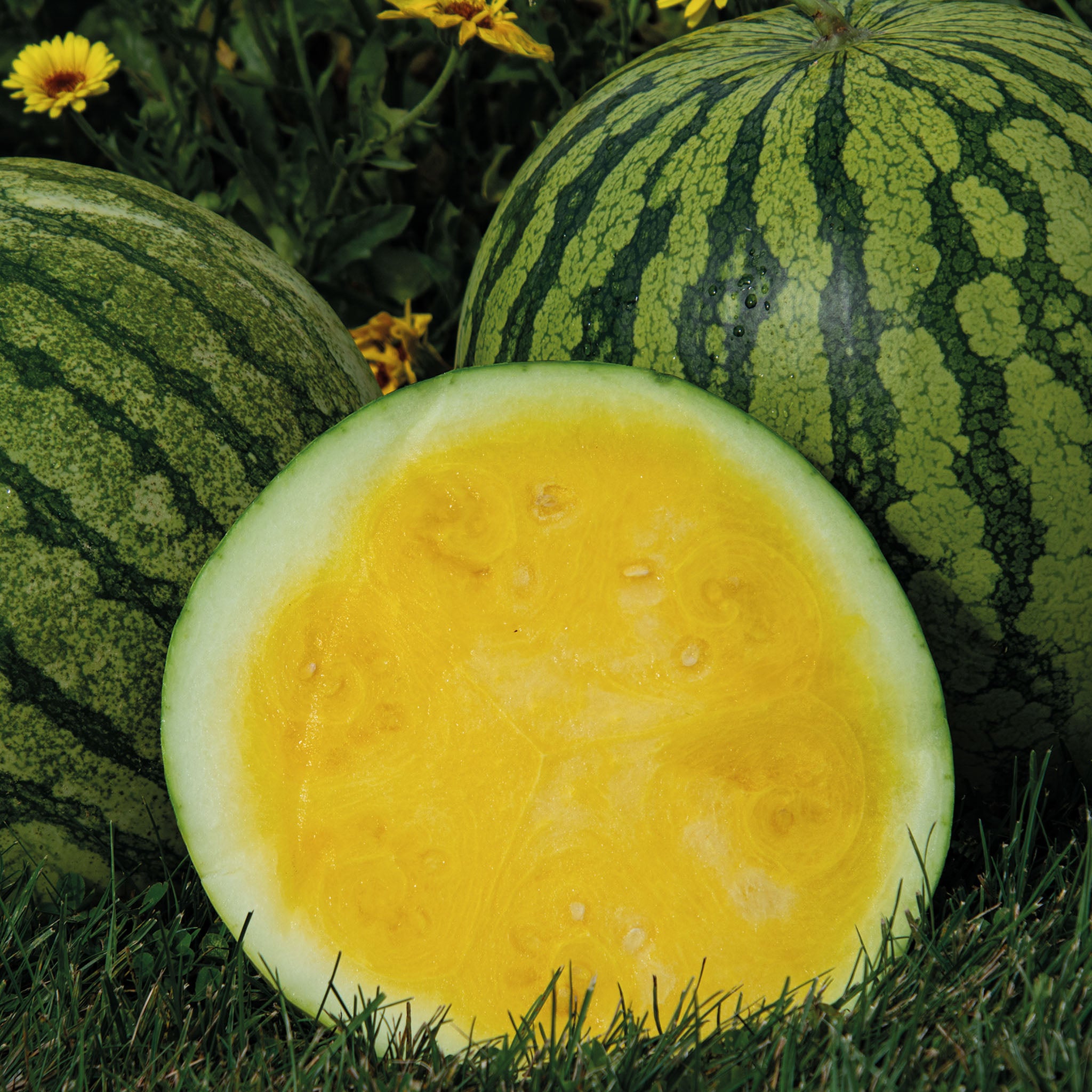 Watermelon, Yellow Buttercup Hybrid