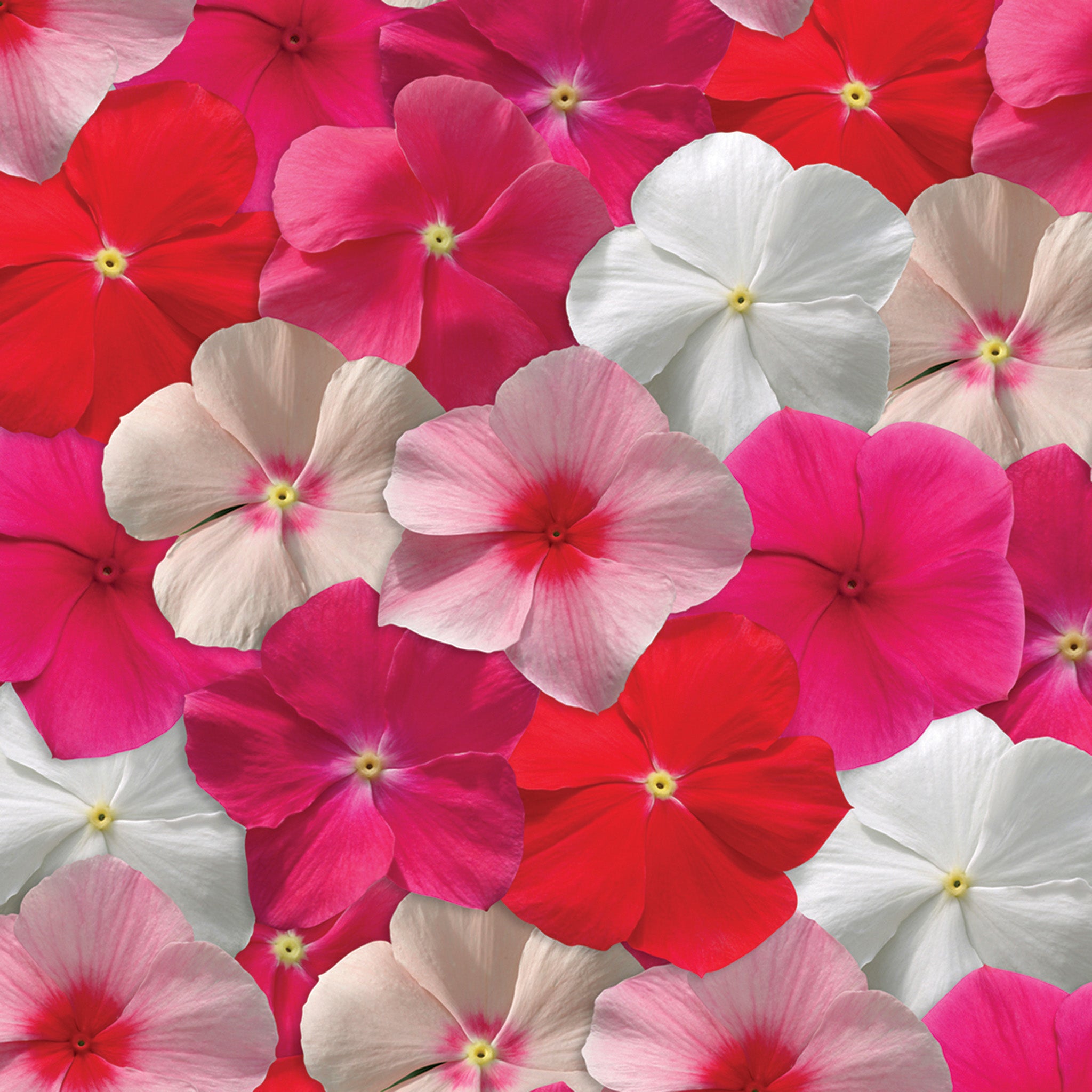 Vinca, Mediterranean XP Mix