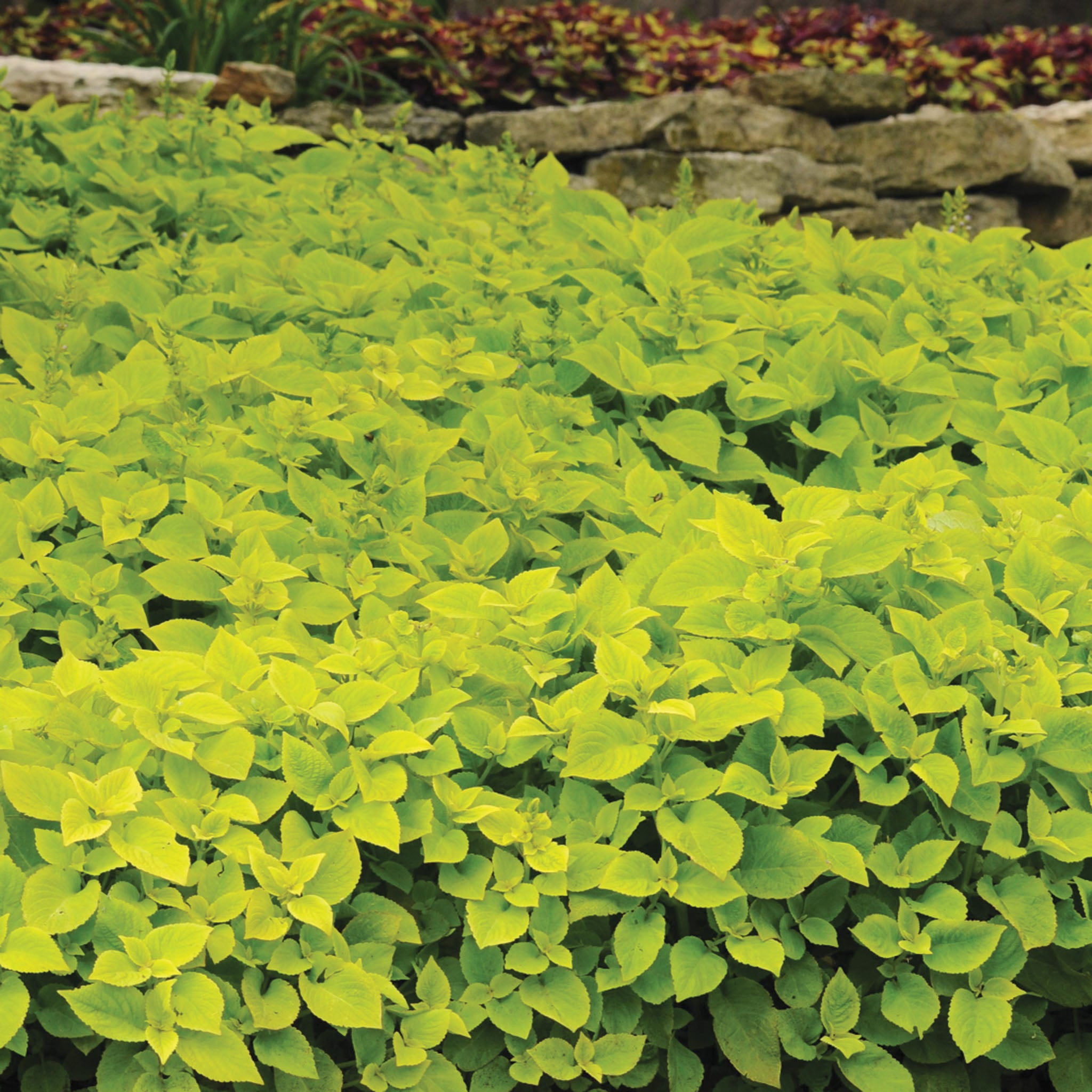 Coleus, Premium Sun Lime Delight