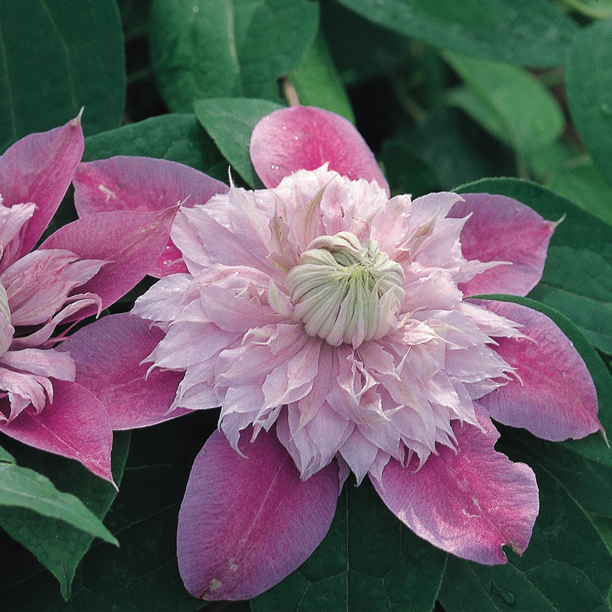 Clematis, Josephine™