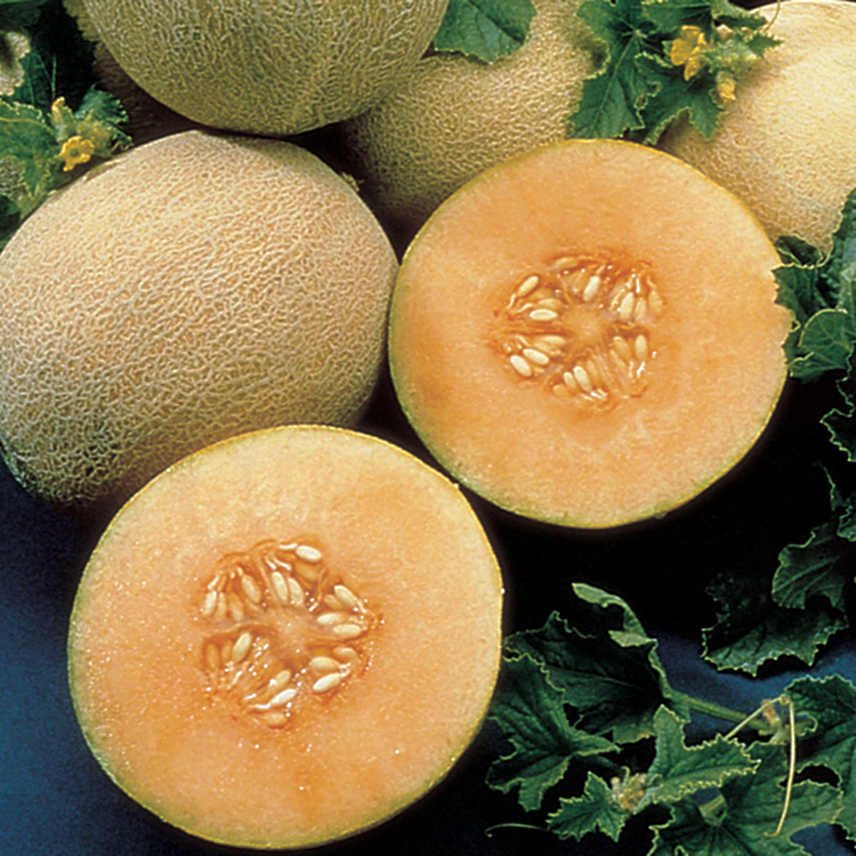 Melon, Ambrosia Hybrid