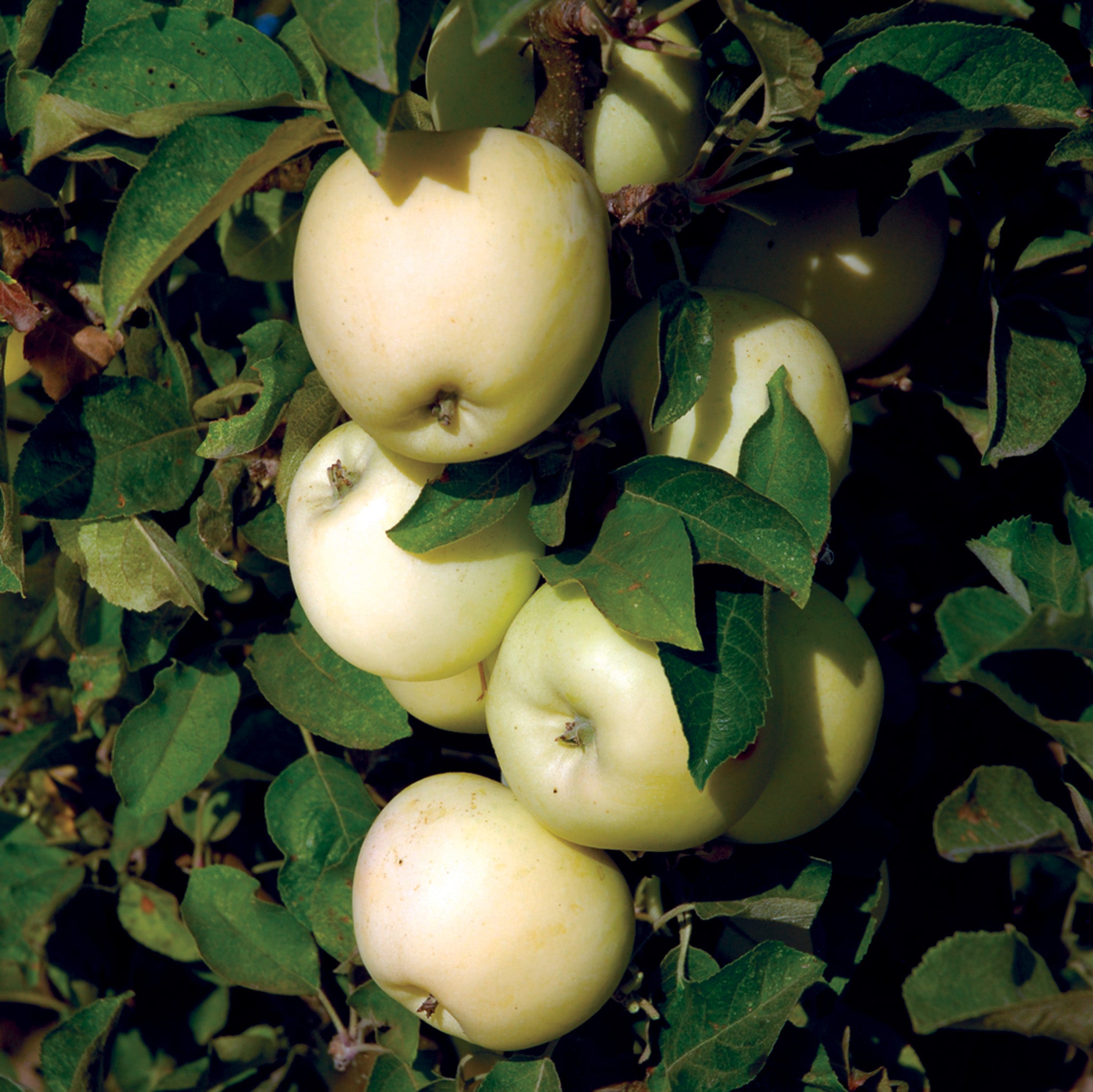 Apple, Columnar, White Icicle™