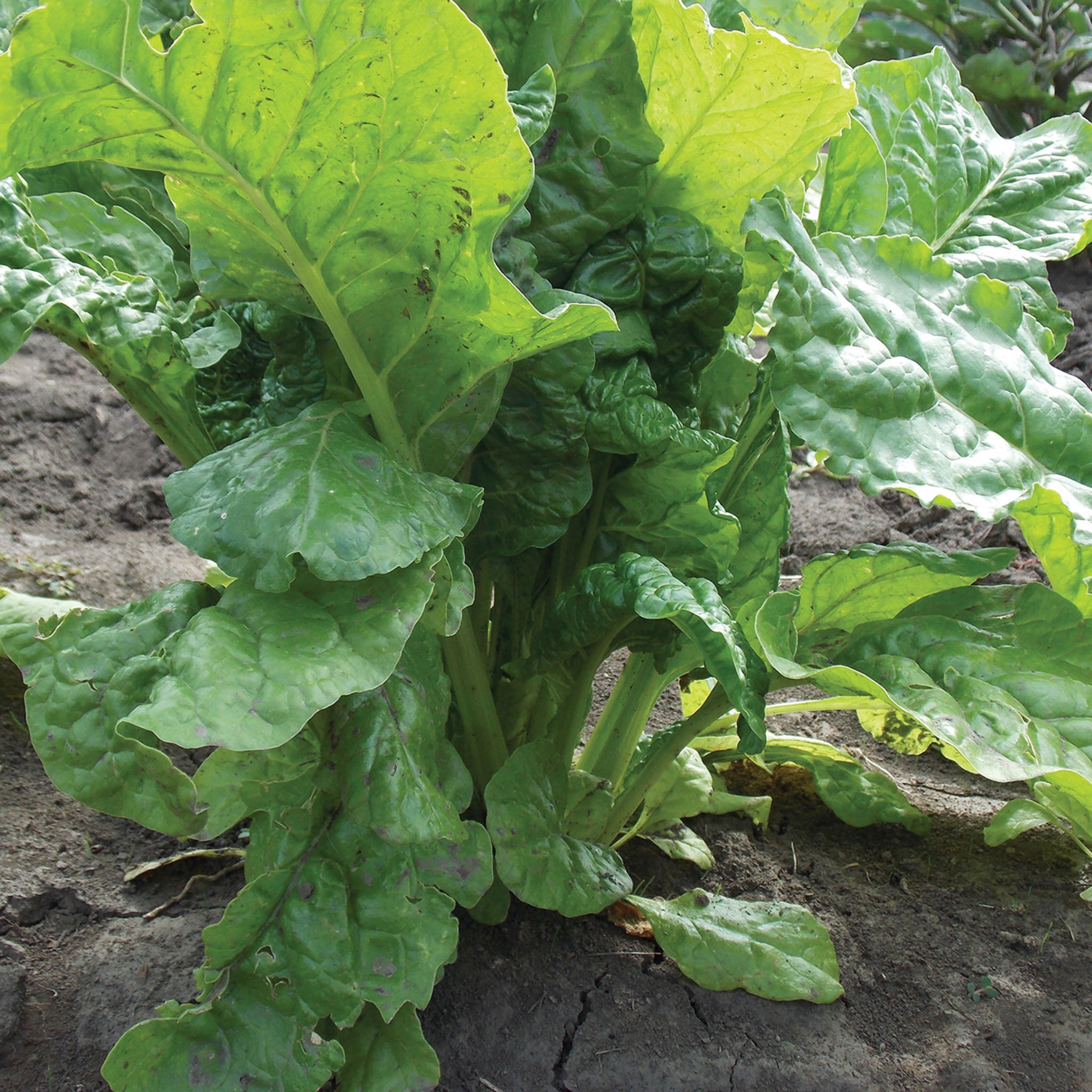 Swiss Chard, Lucullus