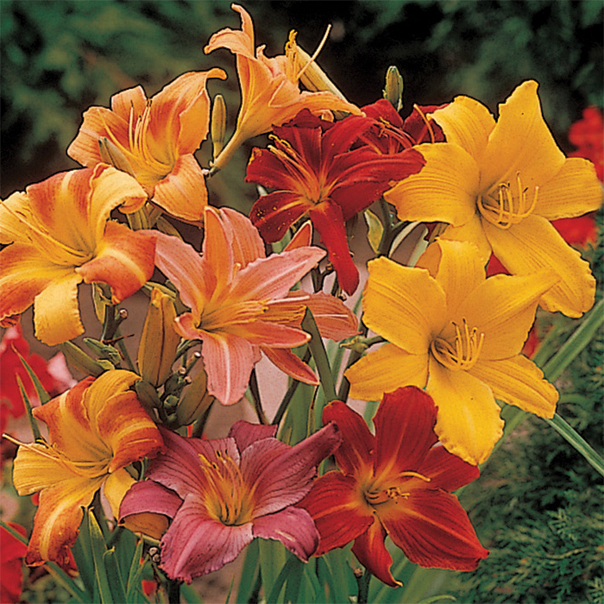 Daylily, Elite Tetraploid Daylily Mix, Pack of 3
