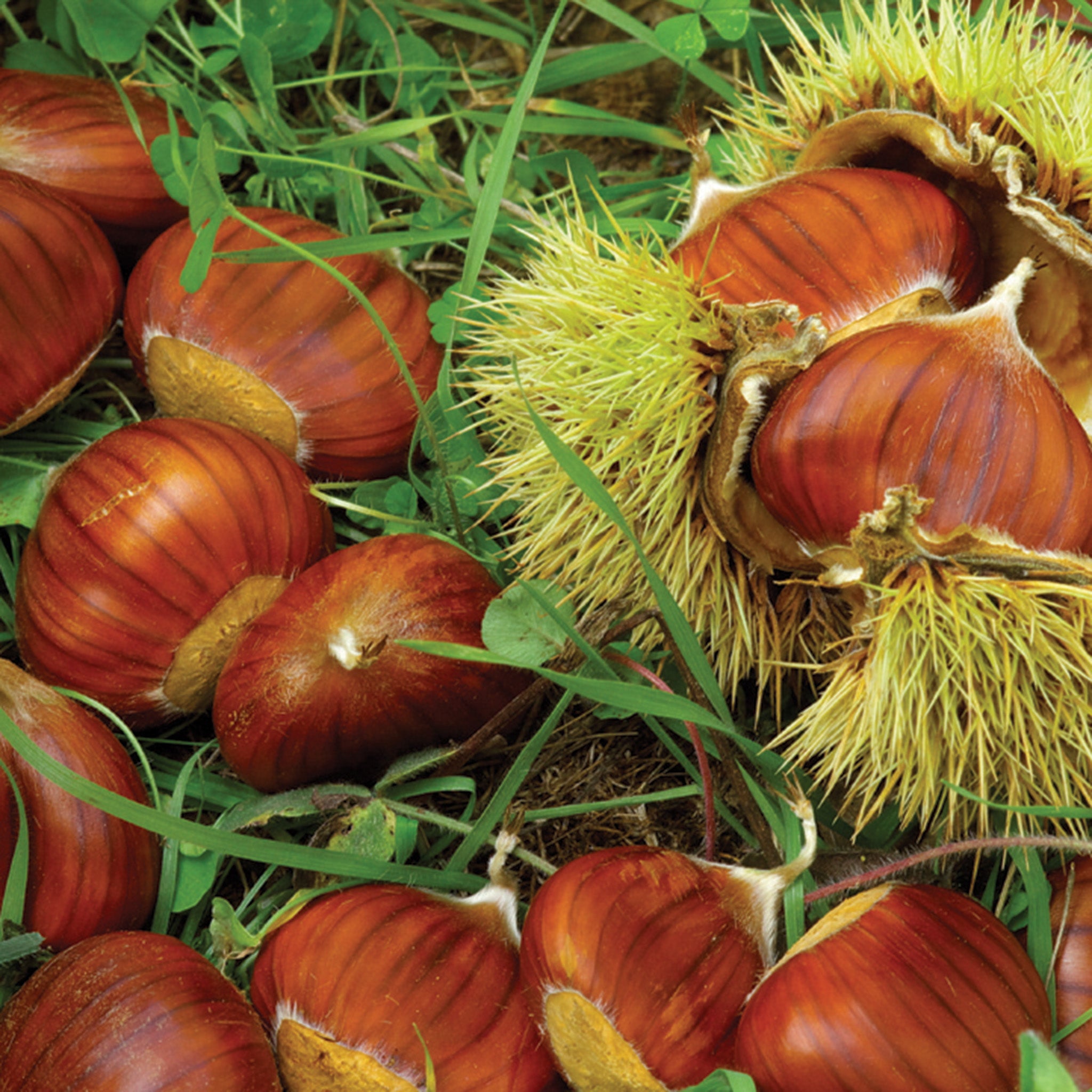 Chestnut, Chinese