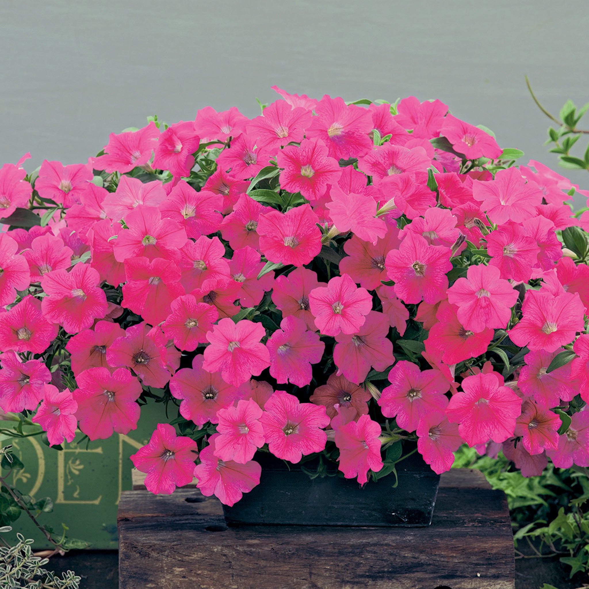 Petunia, Opera Supreme™ Rose Hybrid