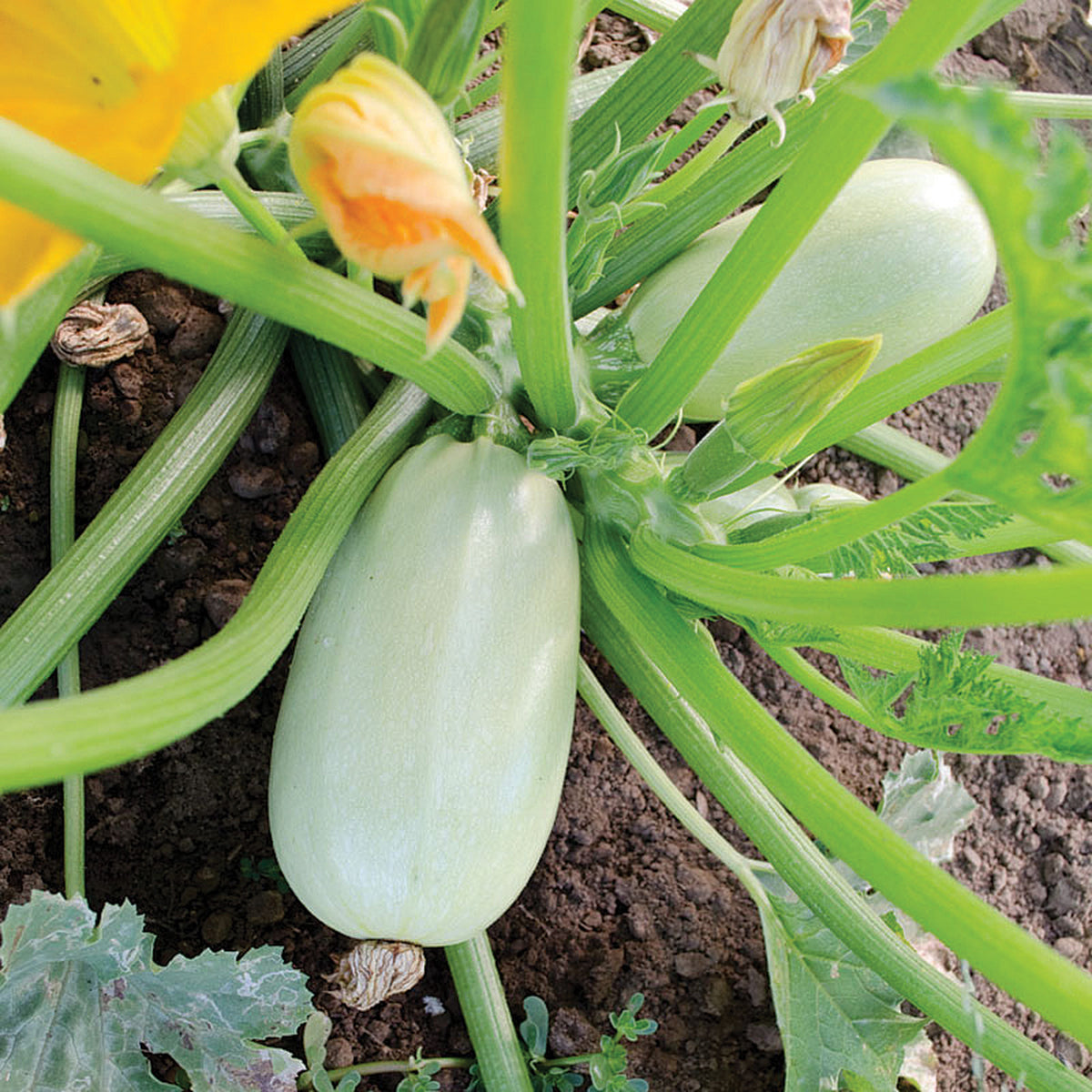Squash, Summer, Grey Griller Hybrid