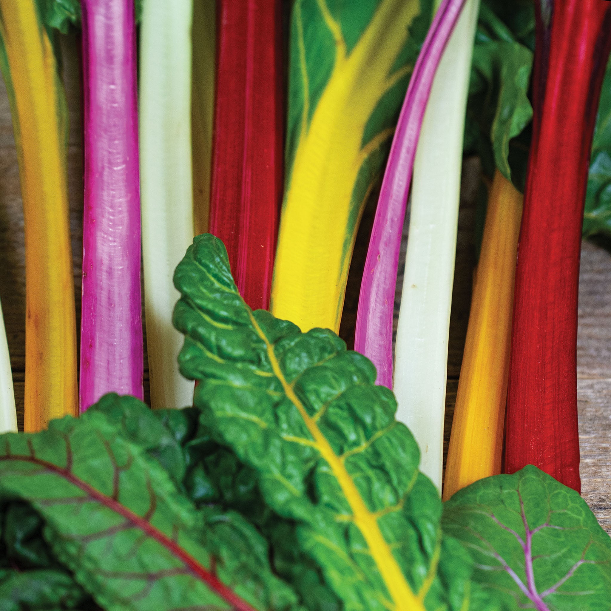 Swiss Chard, Bright Lights