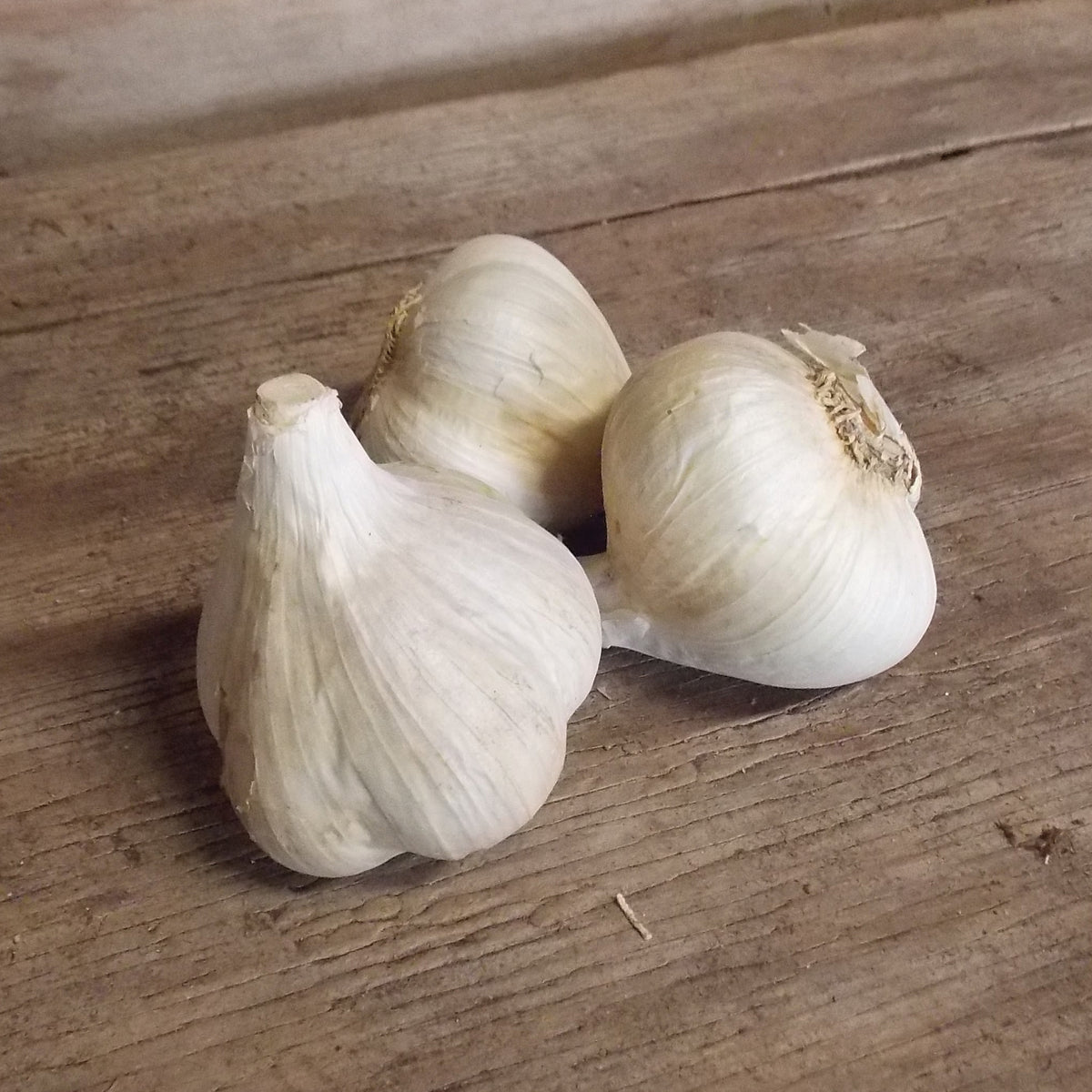 Garlic, Northern White, 1/2 Lb