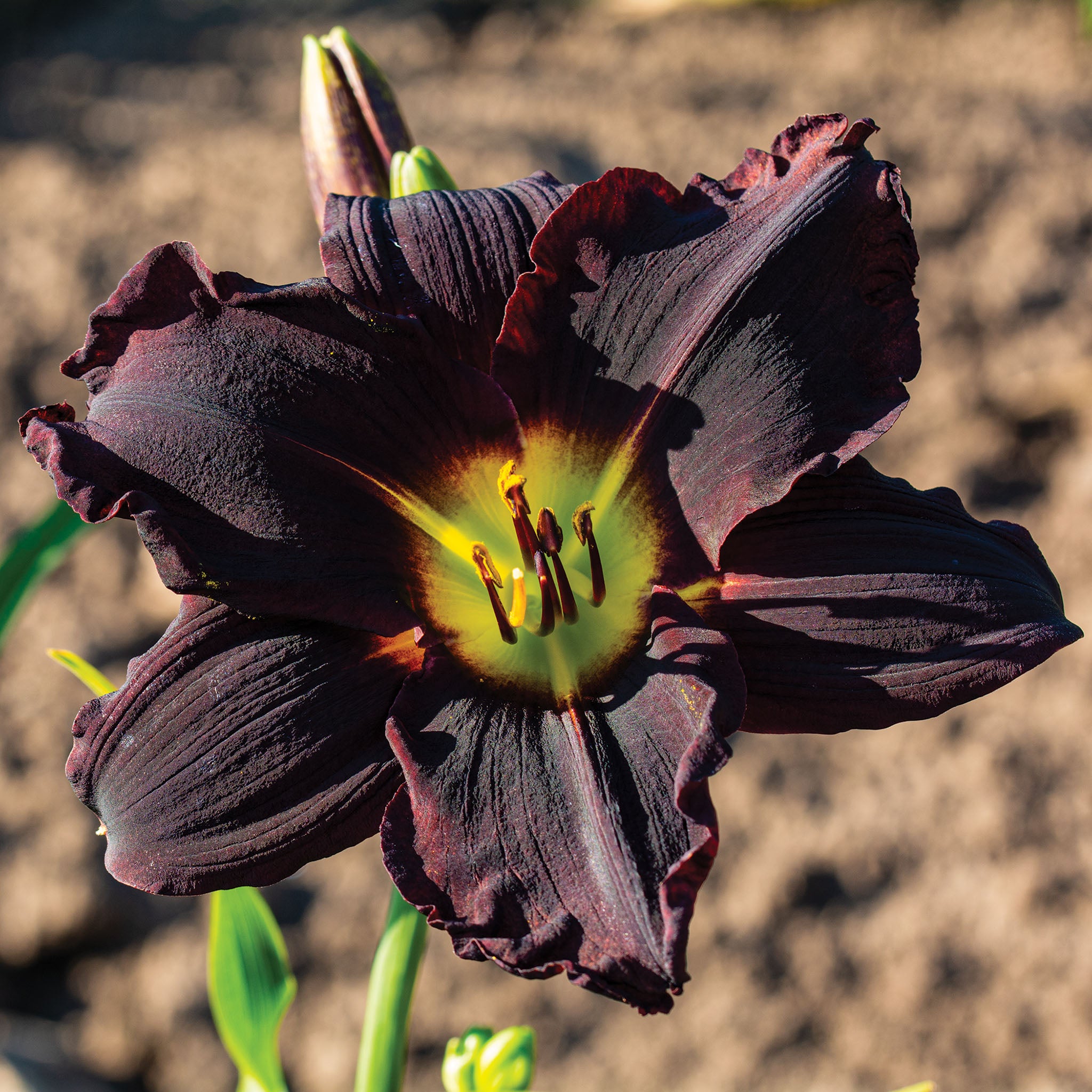 Daylily, Jungle Beauty