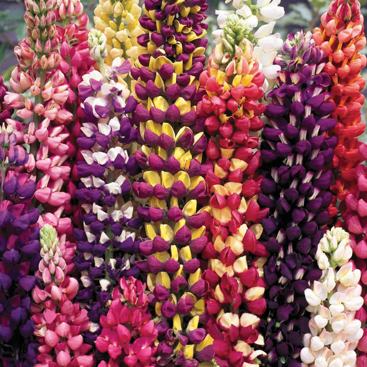 Lupine, Tutti Frutti™ Mix