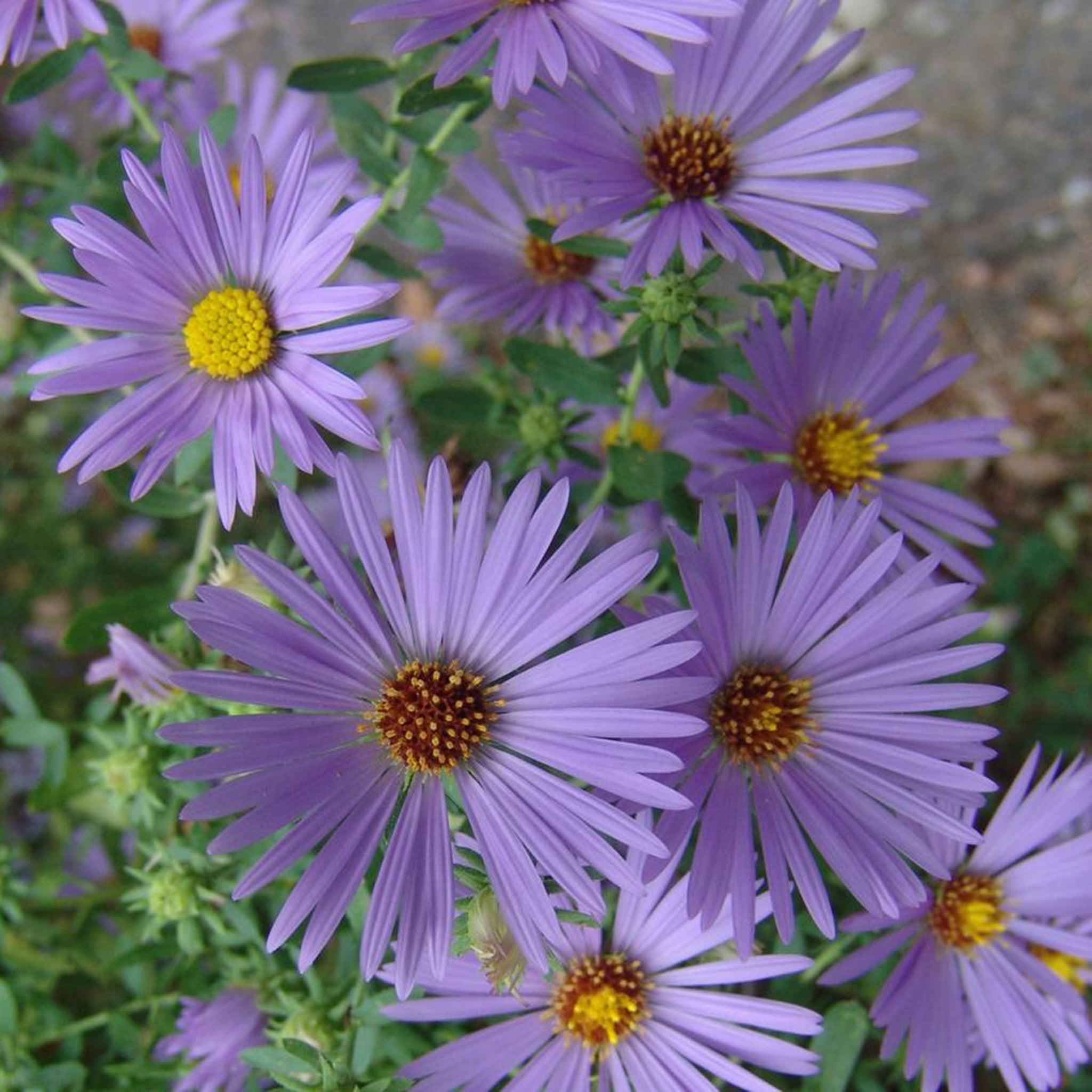 Aster, October Skies