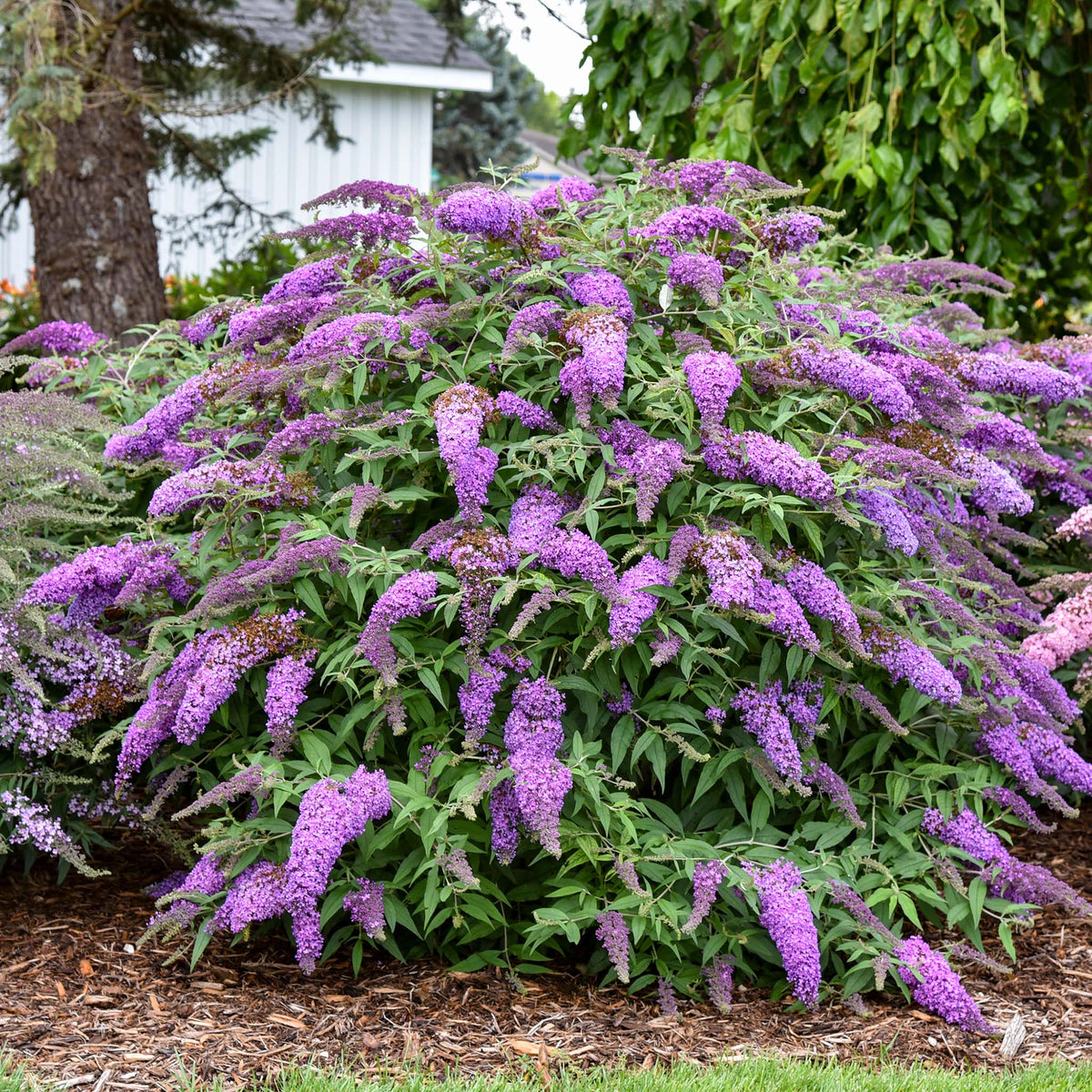 Butterfly Bush, Violet Cascade