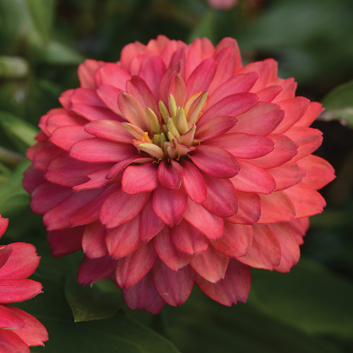 Zinnia, Zahara™ Double Salmon